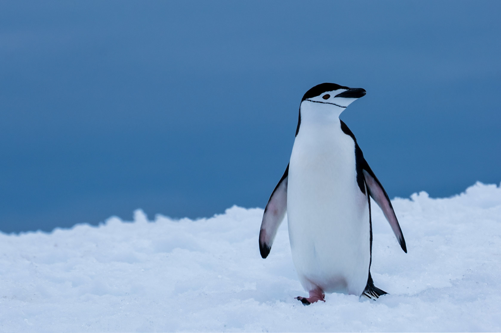 Chinstrap Penguins