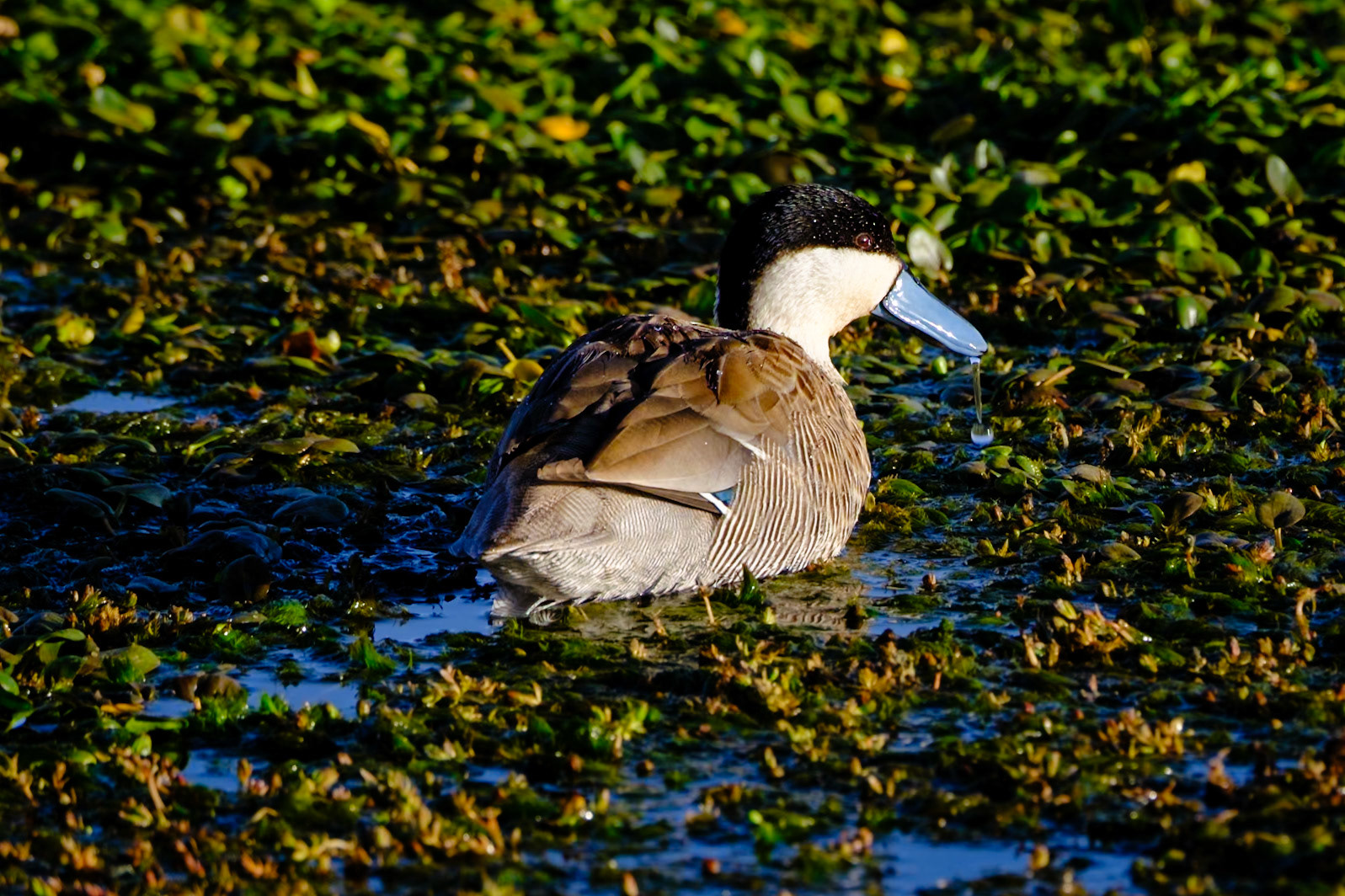 Puna teal