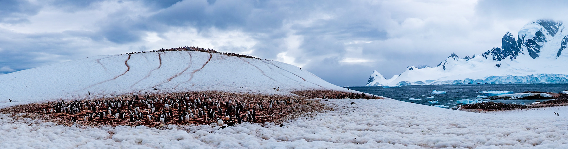 Gentoo Penguins - Cuverville island