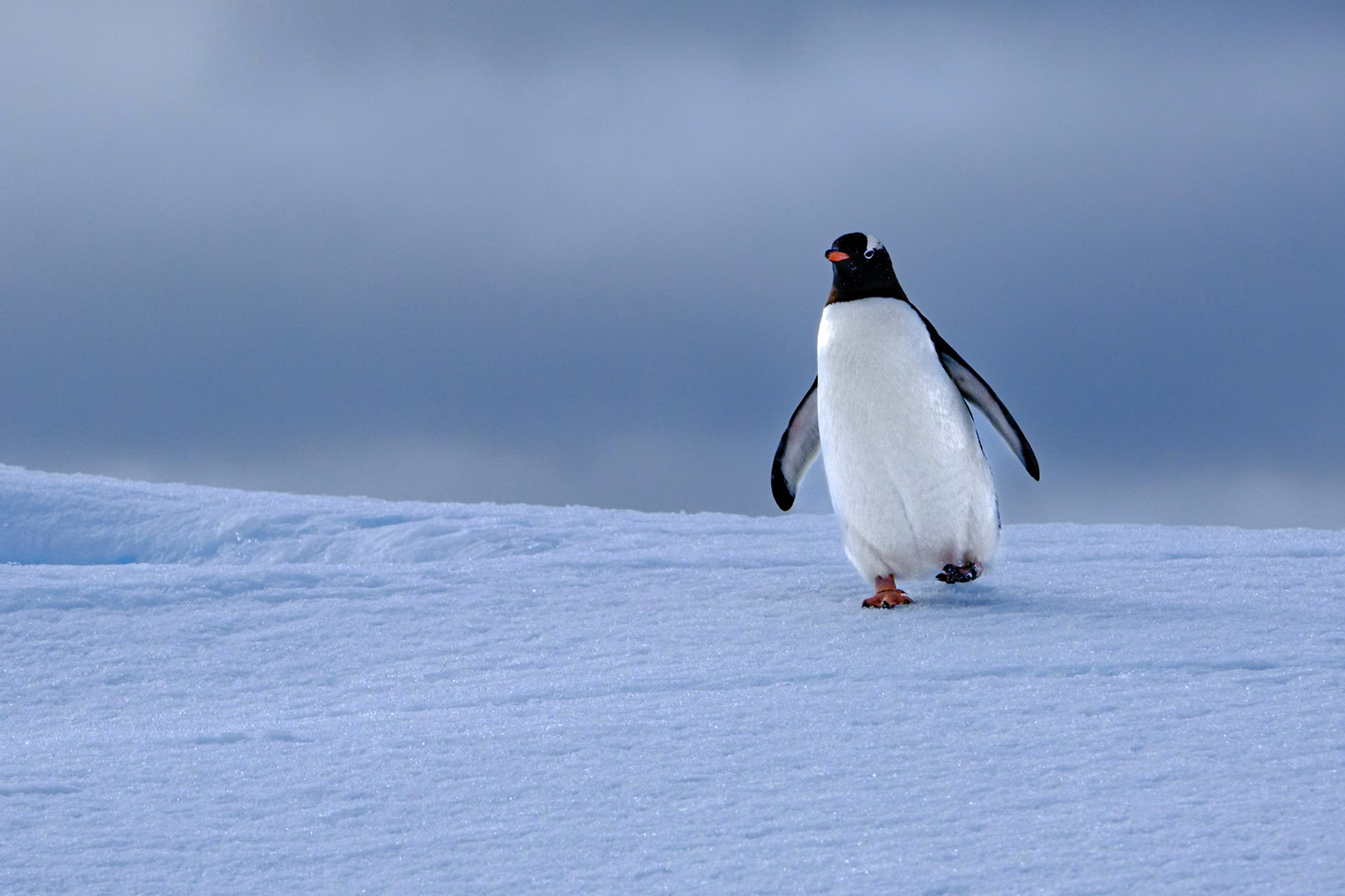 Gentoo Penguin - CIERVA COVE