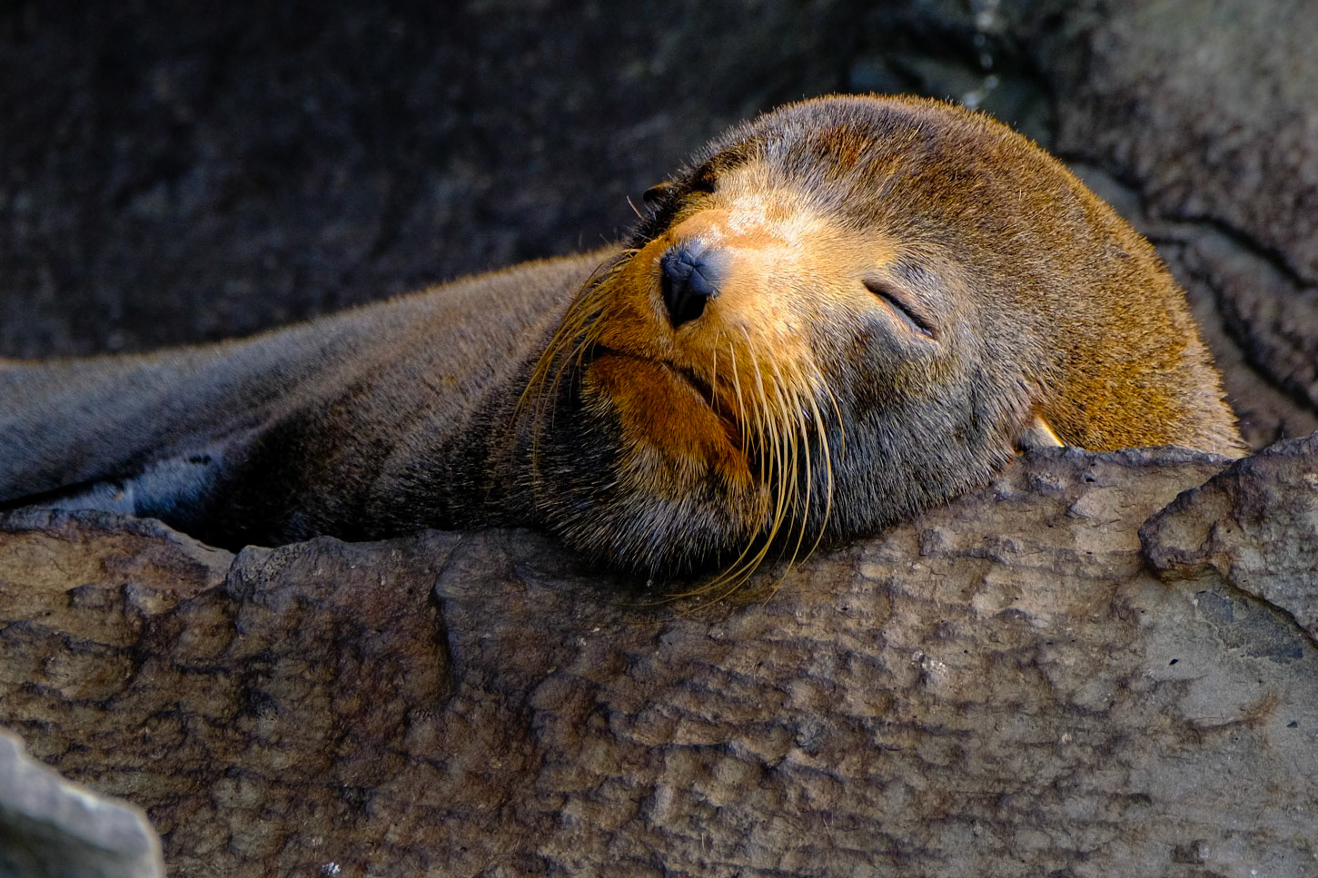 Brown Fur Seal