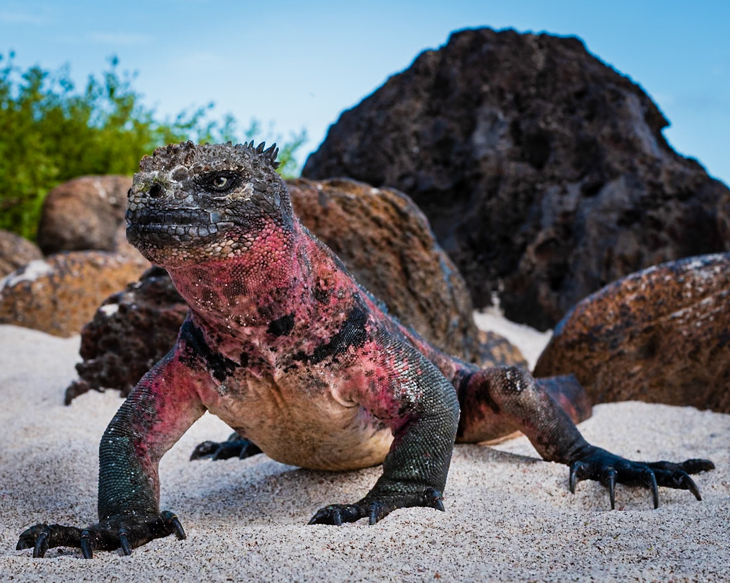 (2) The Santa Fe Land Iguana