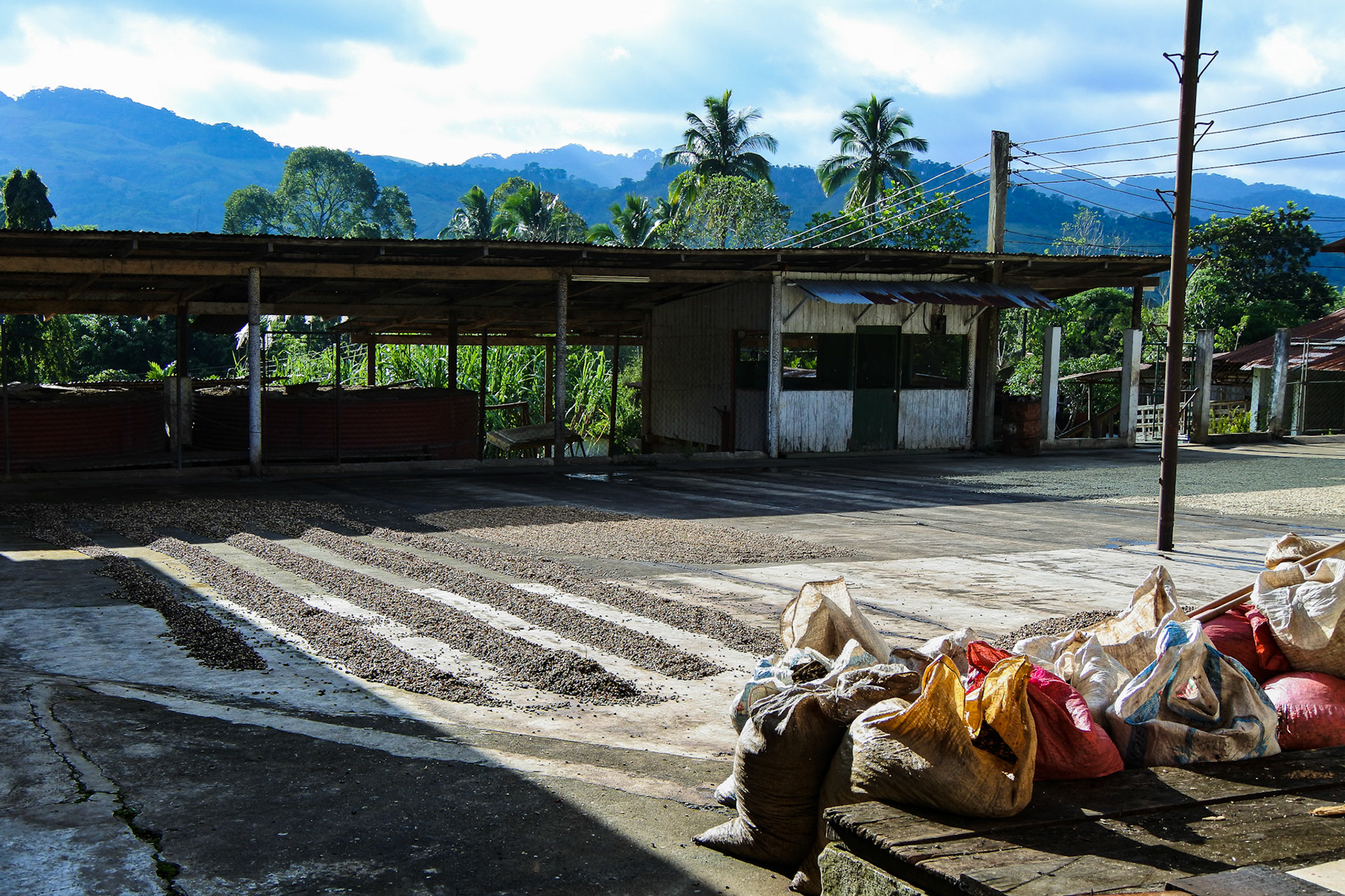 Coffee Plantation - Copan Honduras