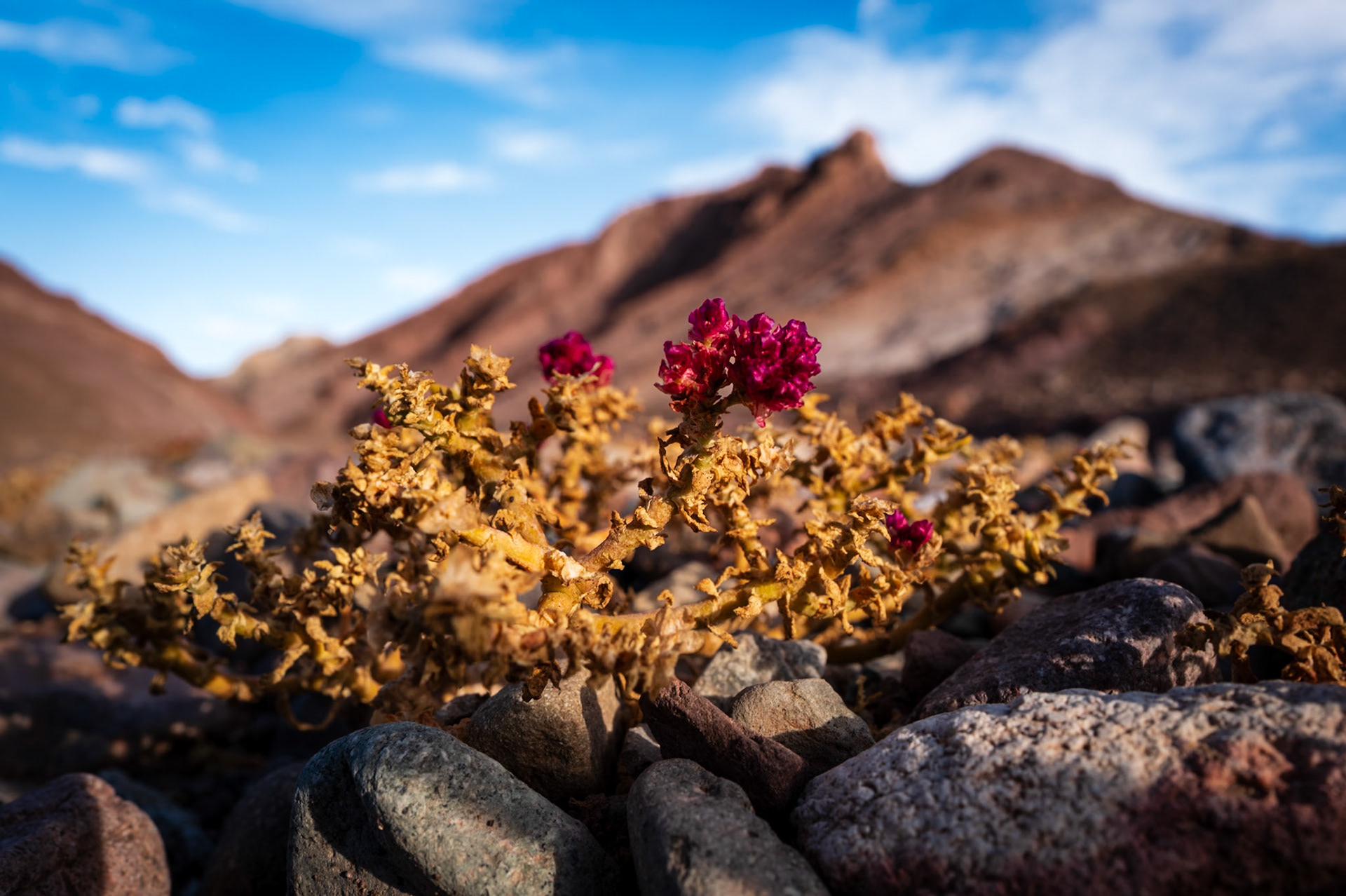 Atacama Chile