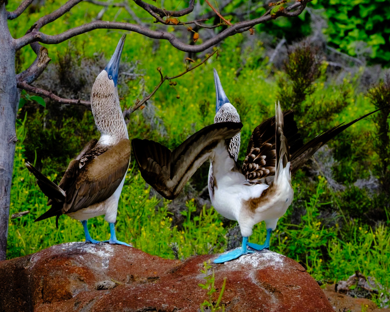 First, the high-step. Then, the full flourish—wings wide, rump wiggling. The blue-footed booby’s courtship dance is part charm, part comedy, and all commitment.