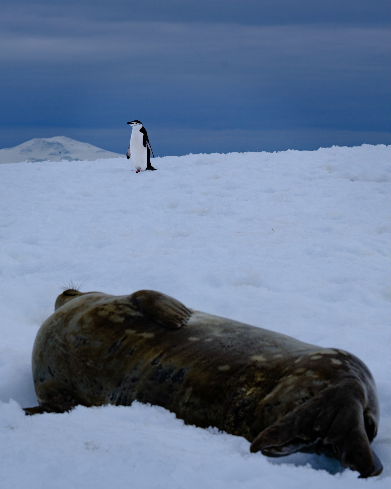 Weddell Seal @ Hydrurga Rocks Antartica
