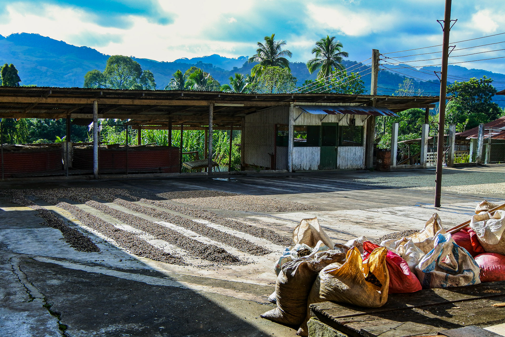 Coffee Plantation - Copan Honduras