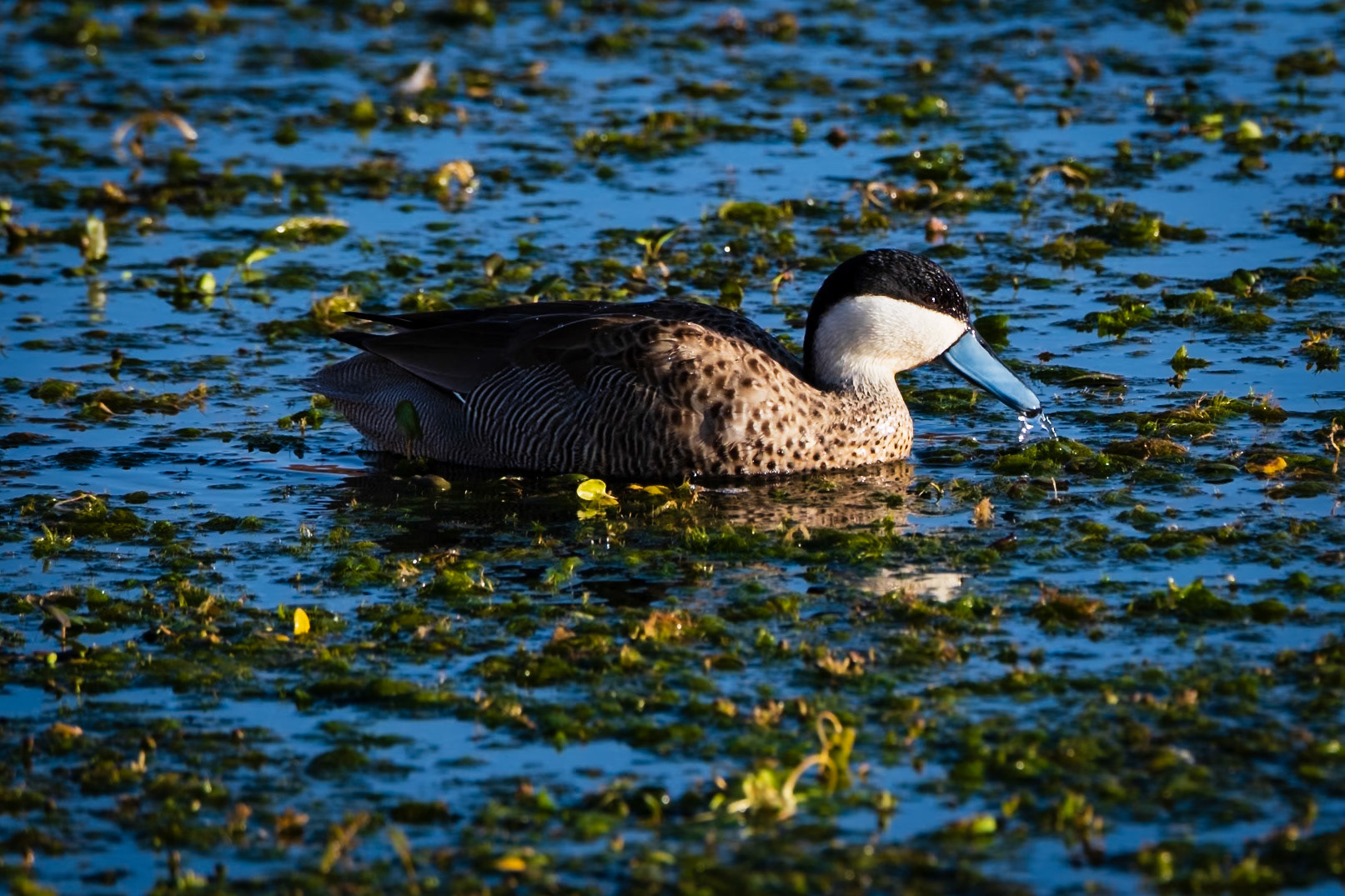 Puna teal