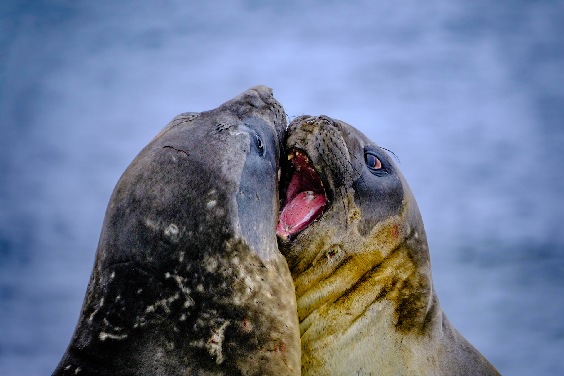 Elephant Seals - PRESIDENT HEAD SNOW ISLAND