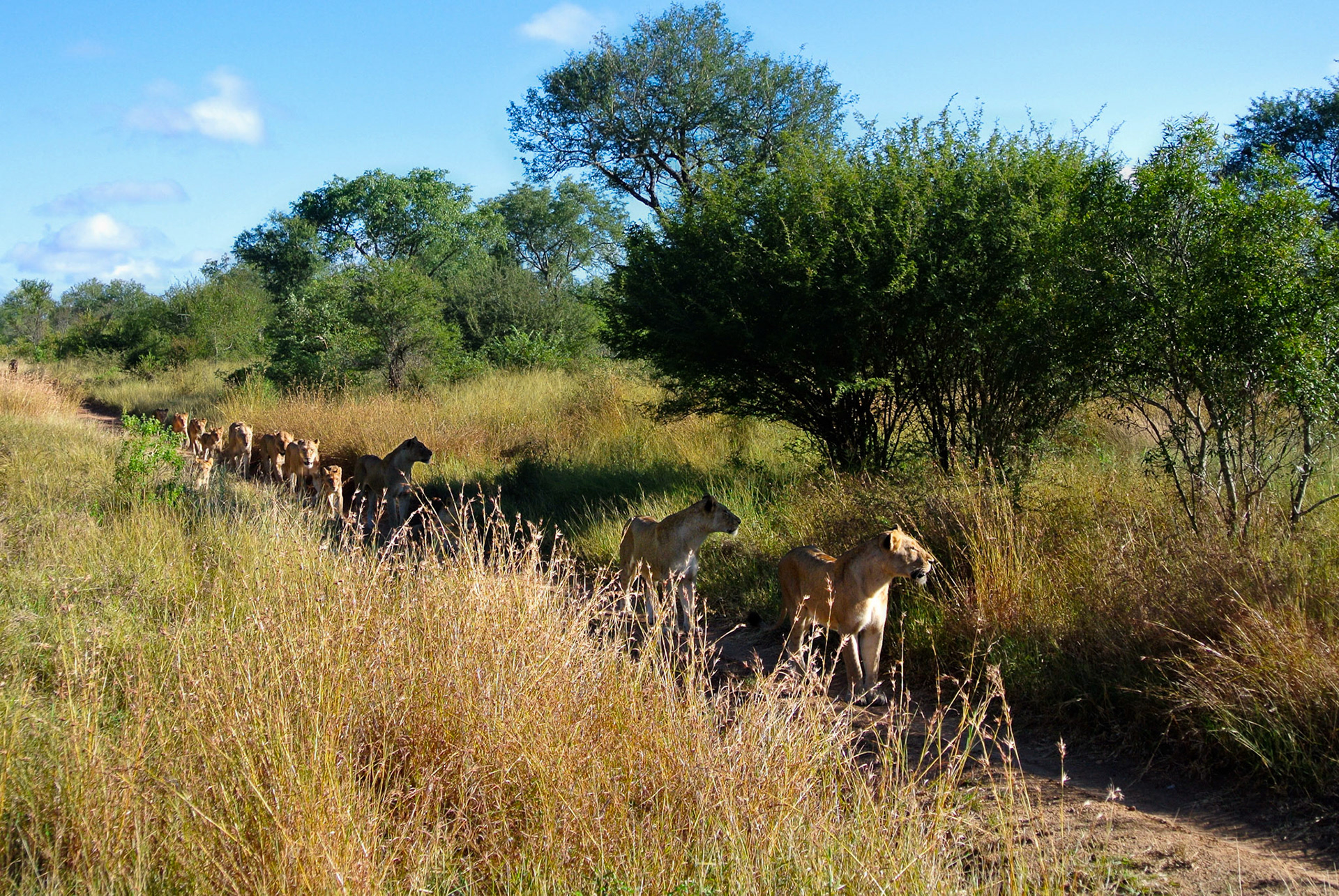 Pride of 17 lions - Sabi Sands