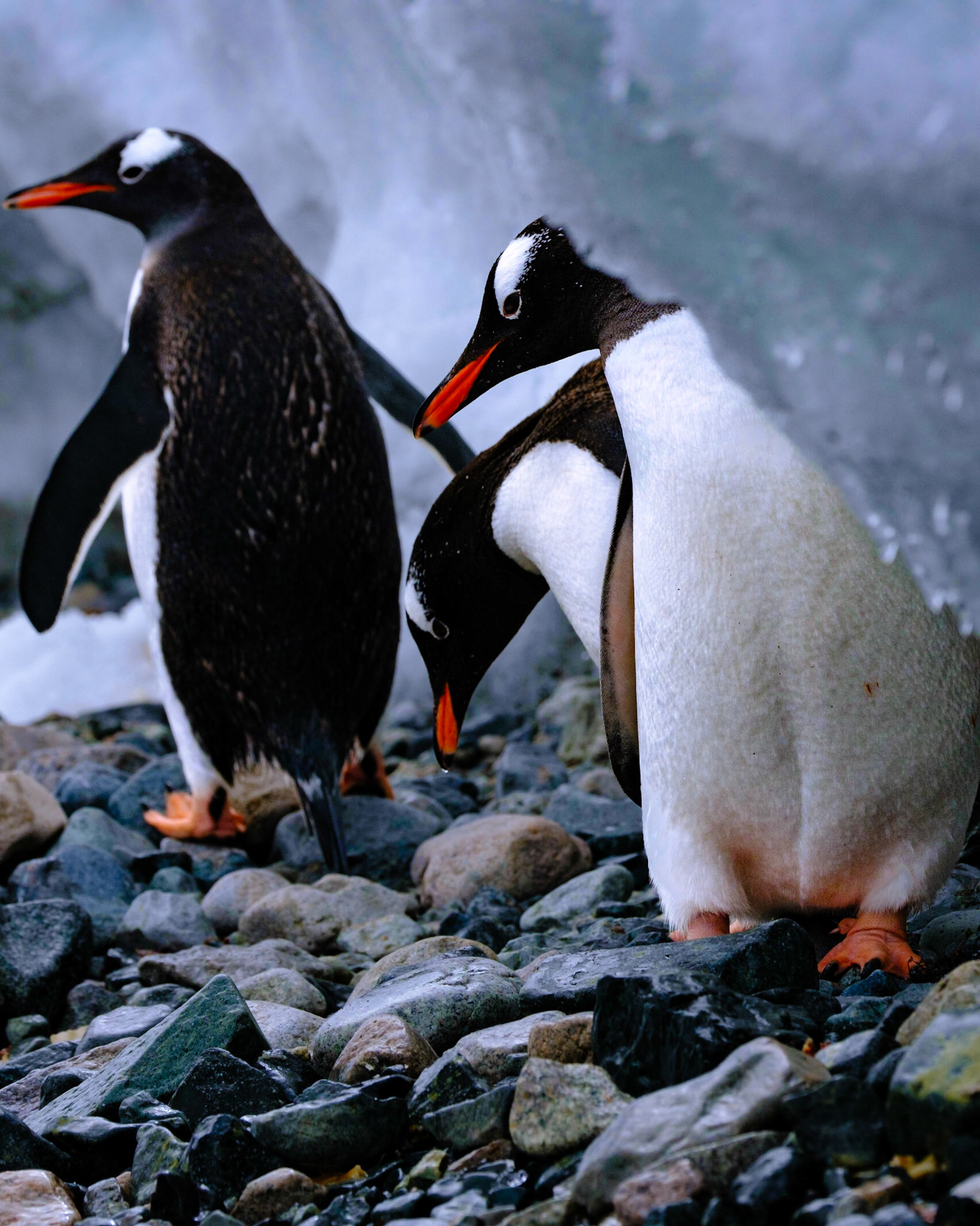 Gentoo Penguins - Cuverville island