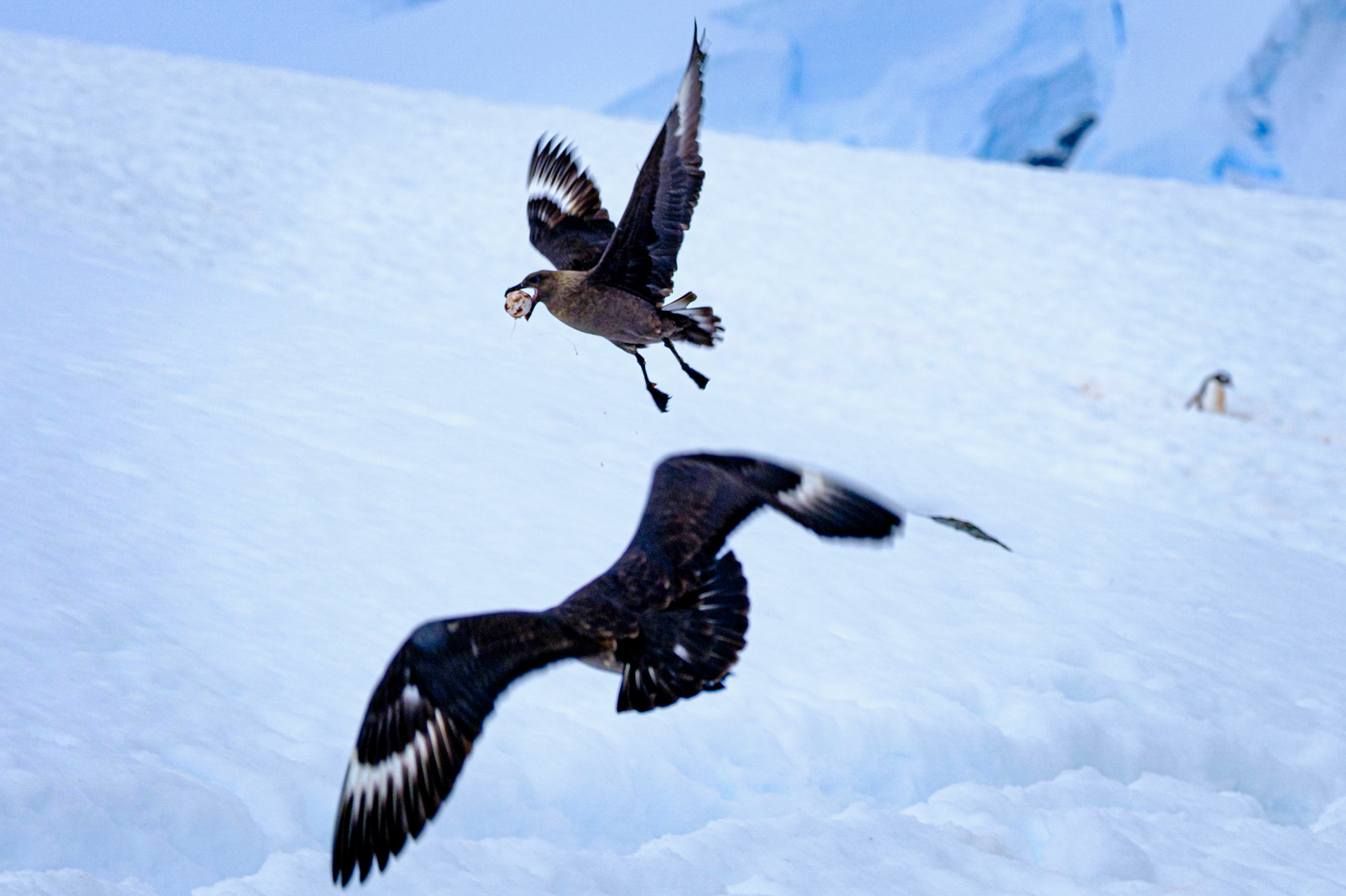 Skua stole a Penguin egg - Cuverville island