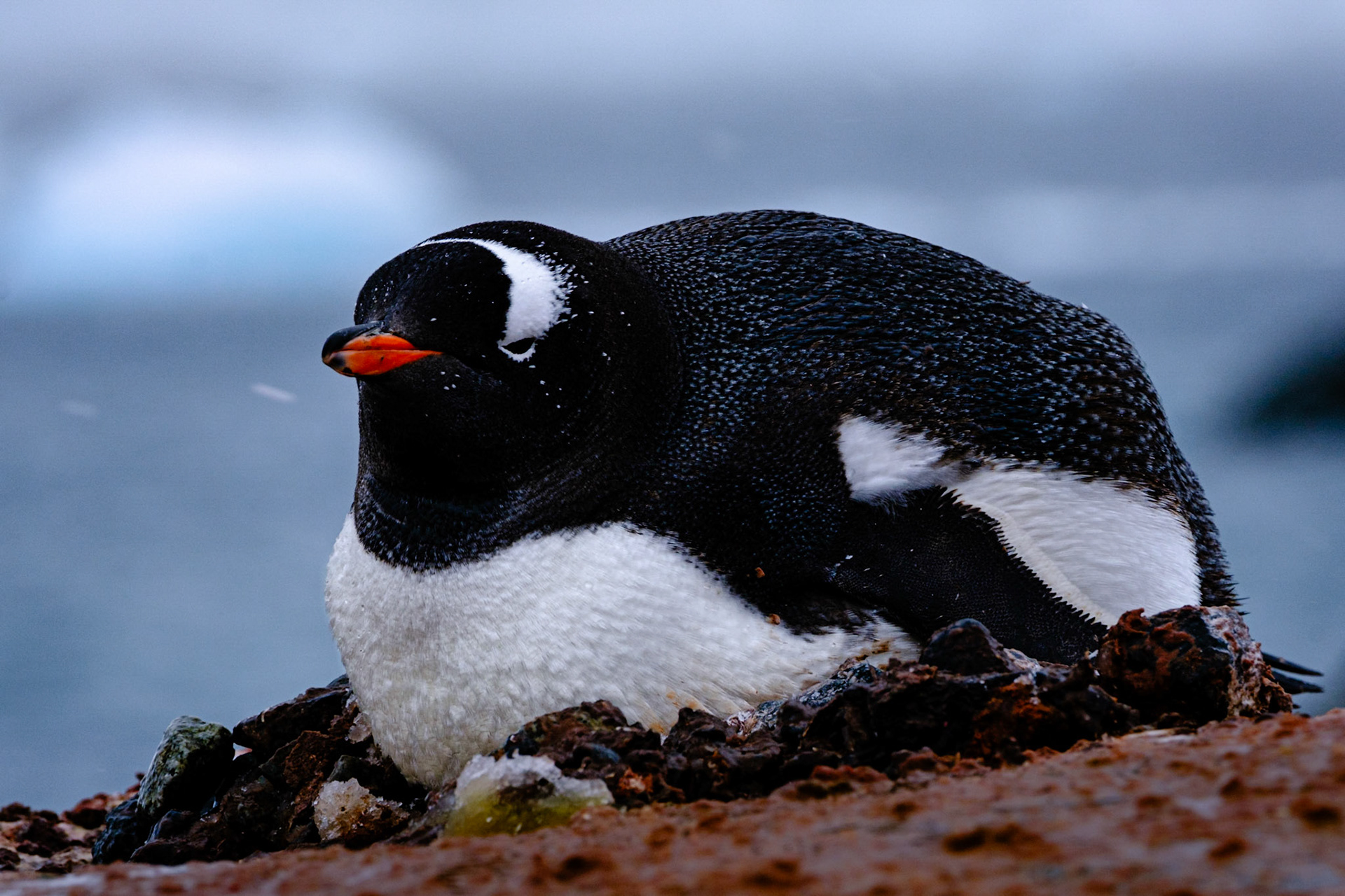 Gentoo Penguin - Peterman Island