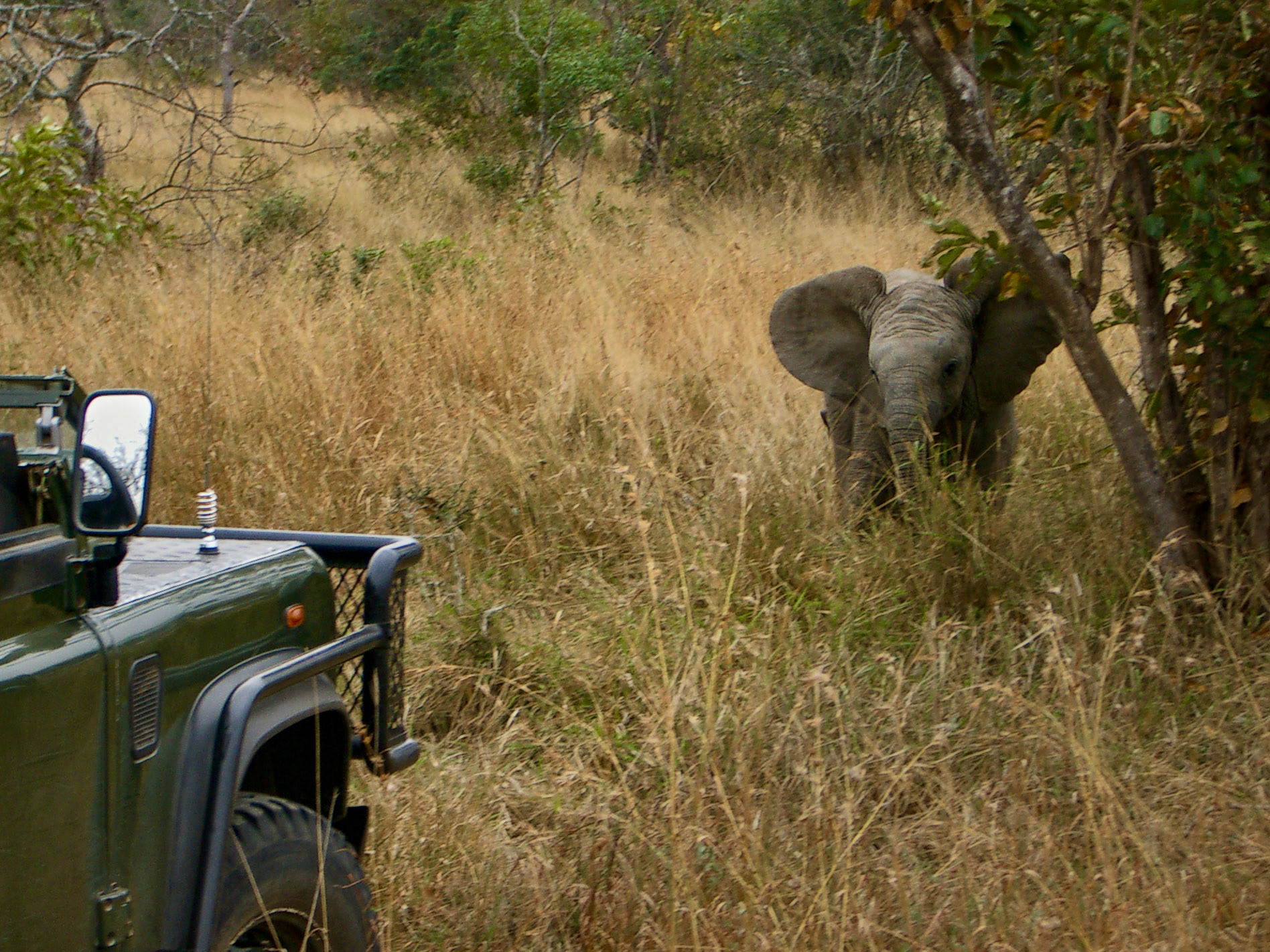 Baby Ele - Royal Malewane