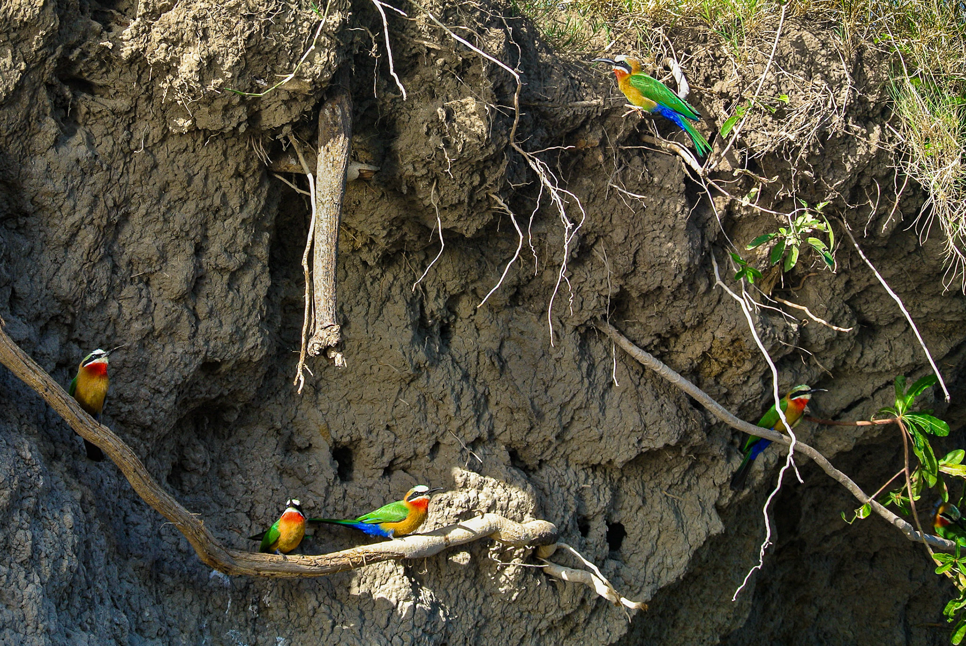 Bea eaters - The Zambezi River (Zambia/Zimbabwe)