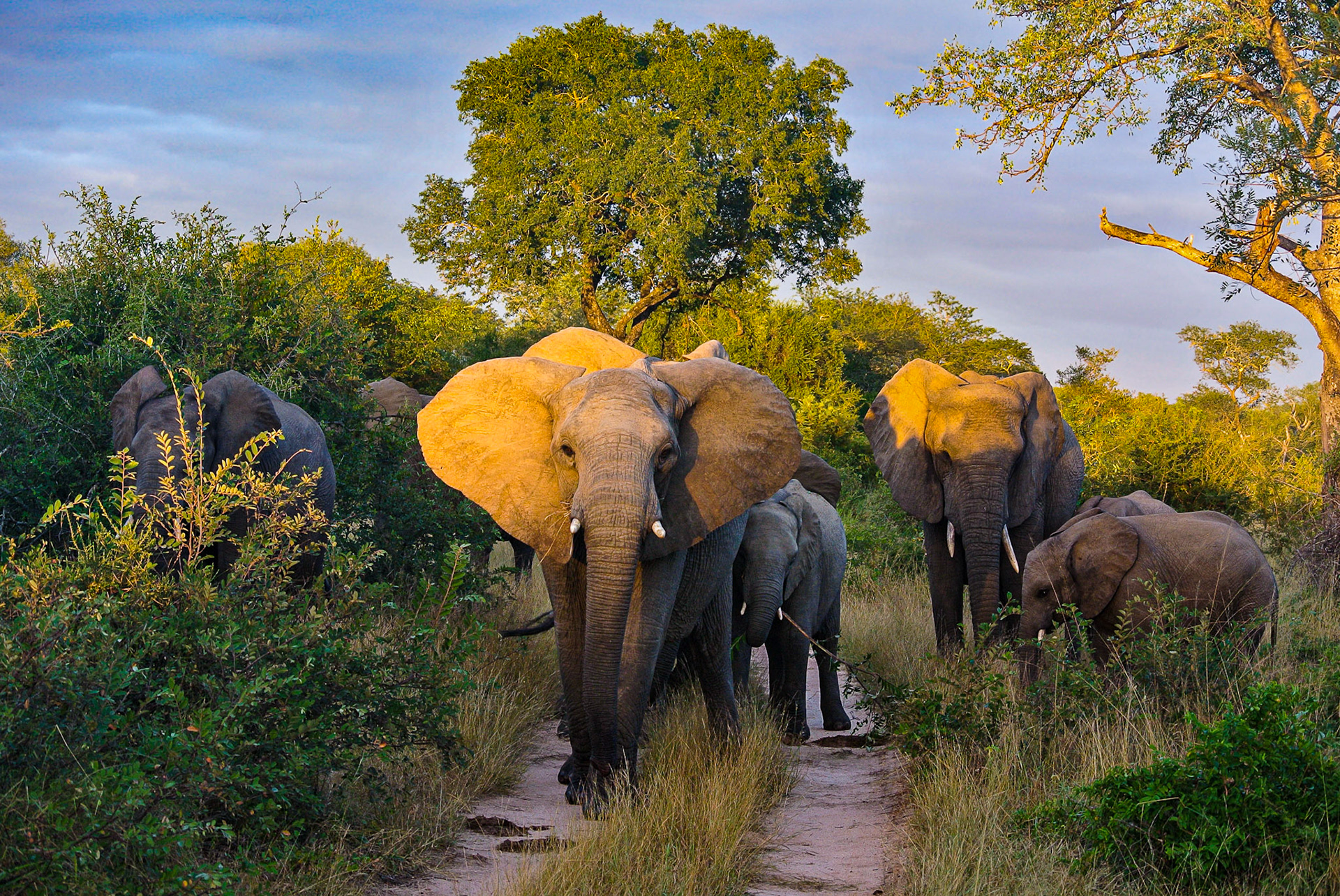Sabi Sands - South Africa