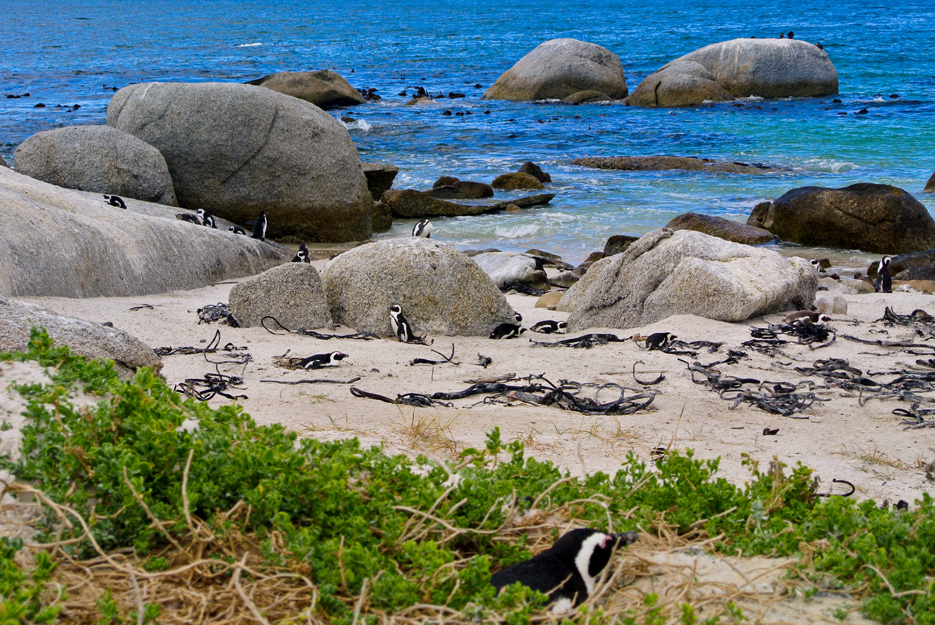 Boulder Beach - Cape Town