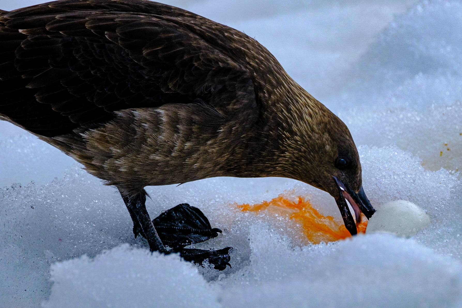 Skua - Cuverville island