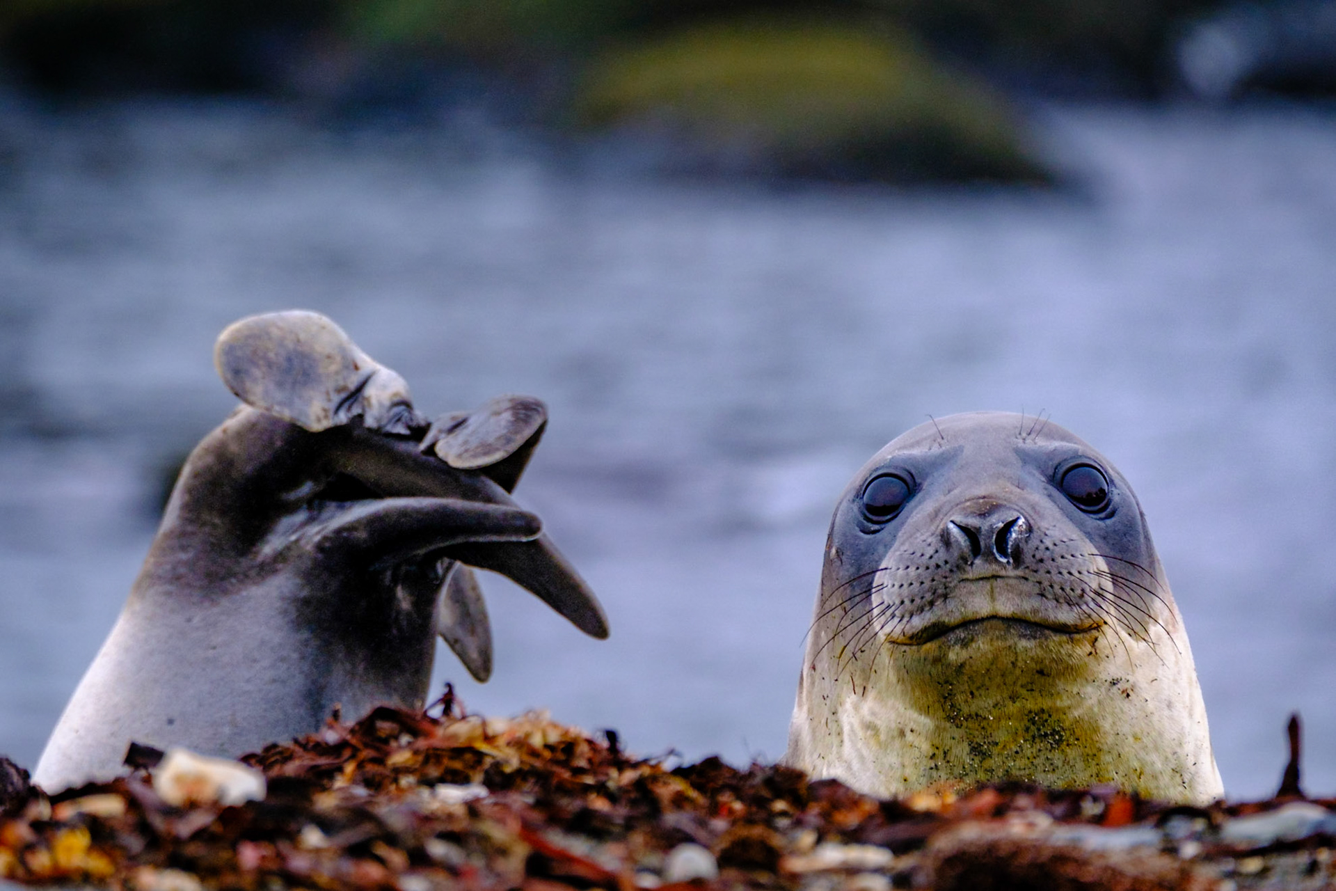 Elephant Seal - PRESIDENT HEAD SNOW ISLAND