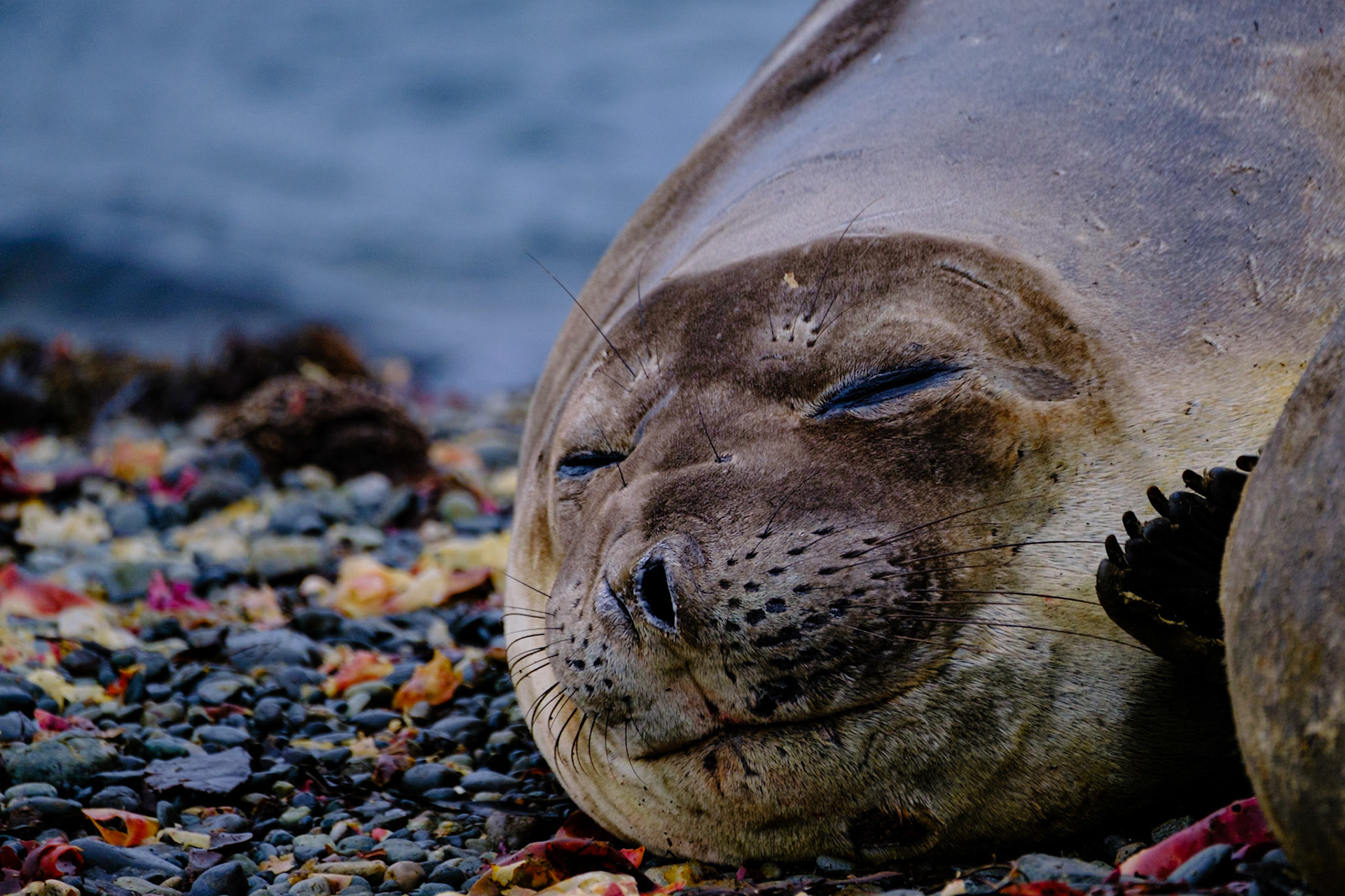 Elephant Seals - PRESIDENT HEAD SNOW ISLAND