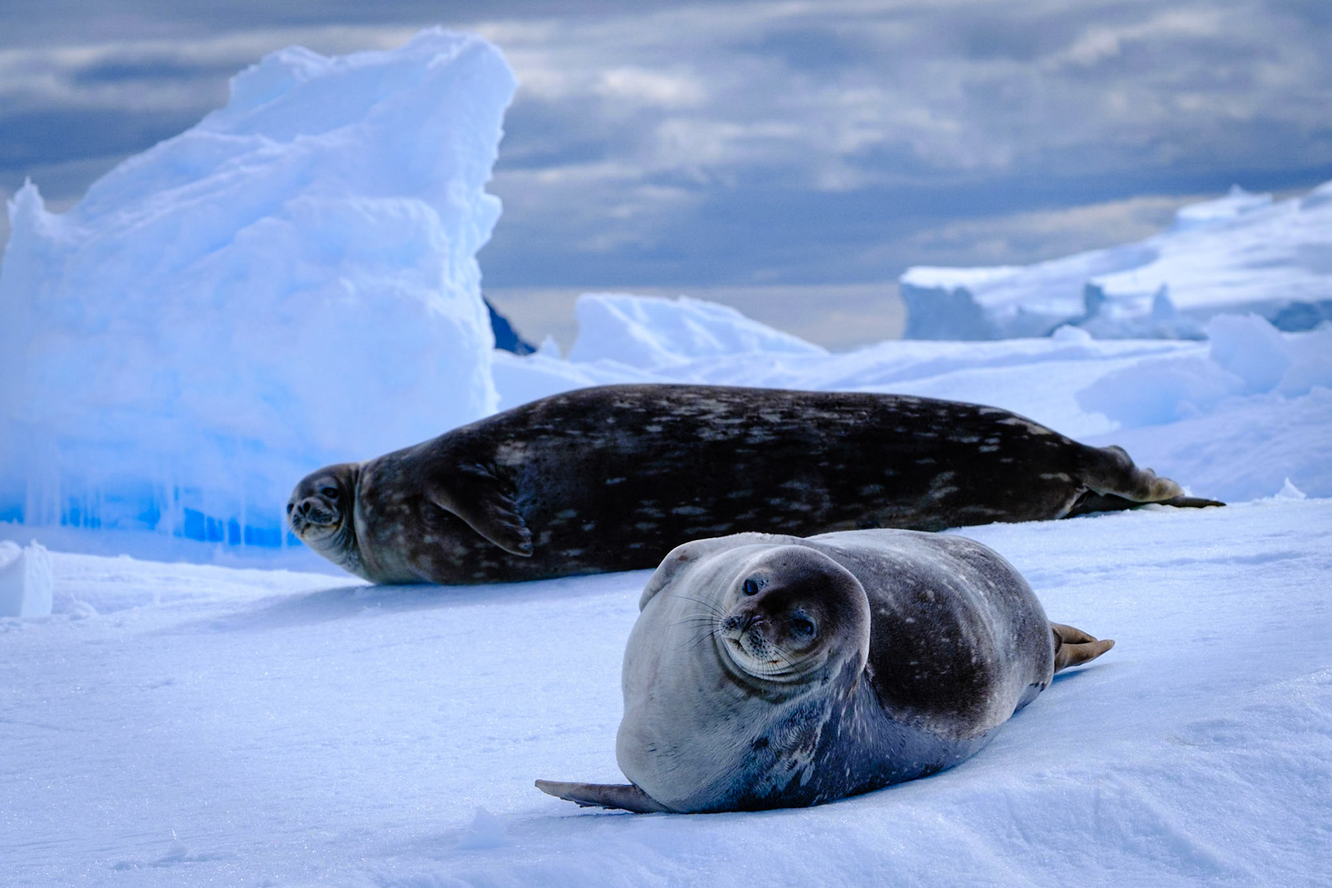 Crab eater seals - CIERVA COVE