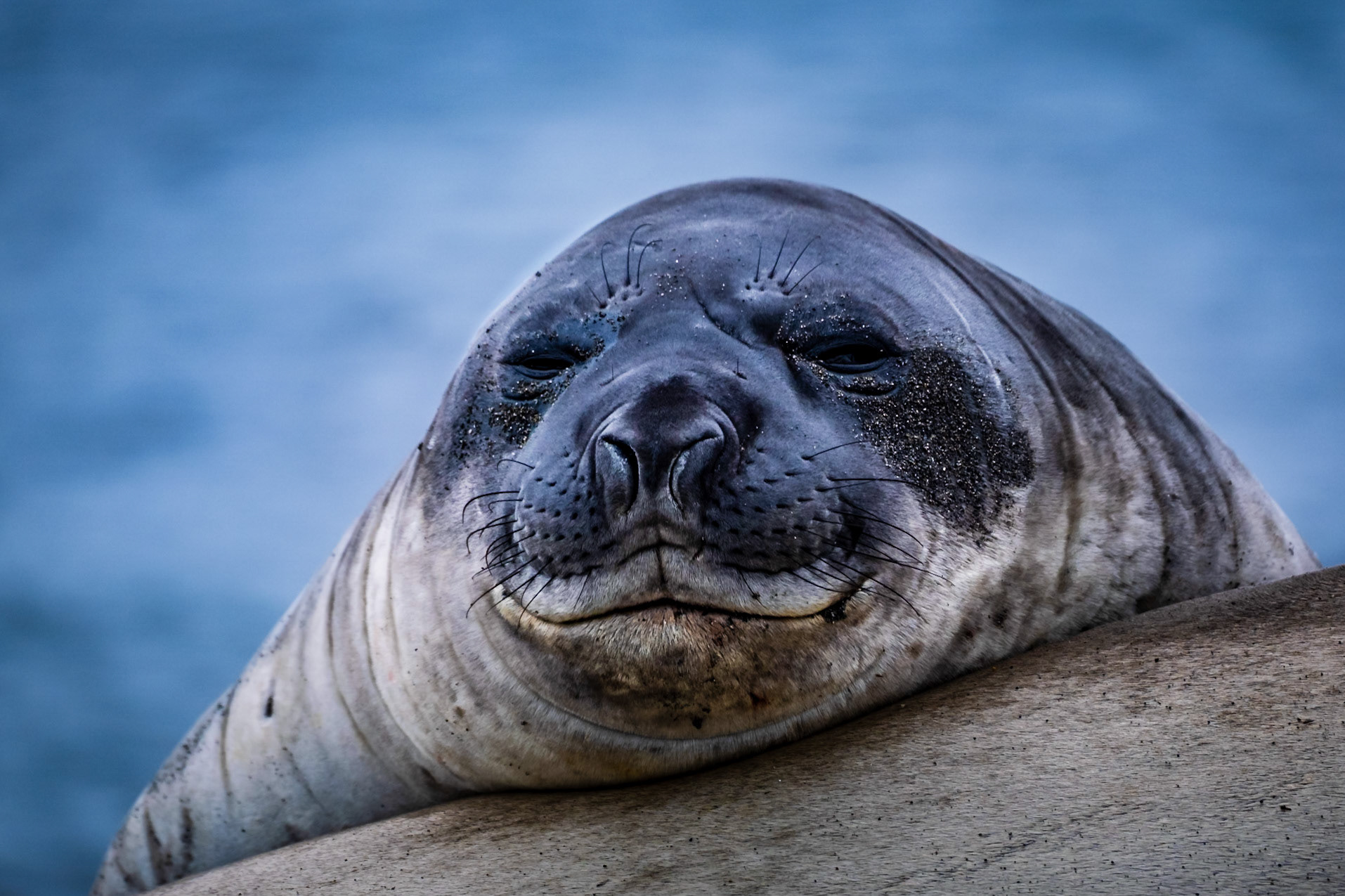 PRESIDENT HEAD SNOW ISLAND