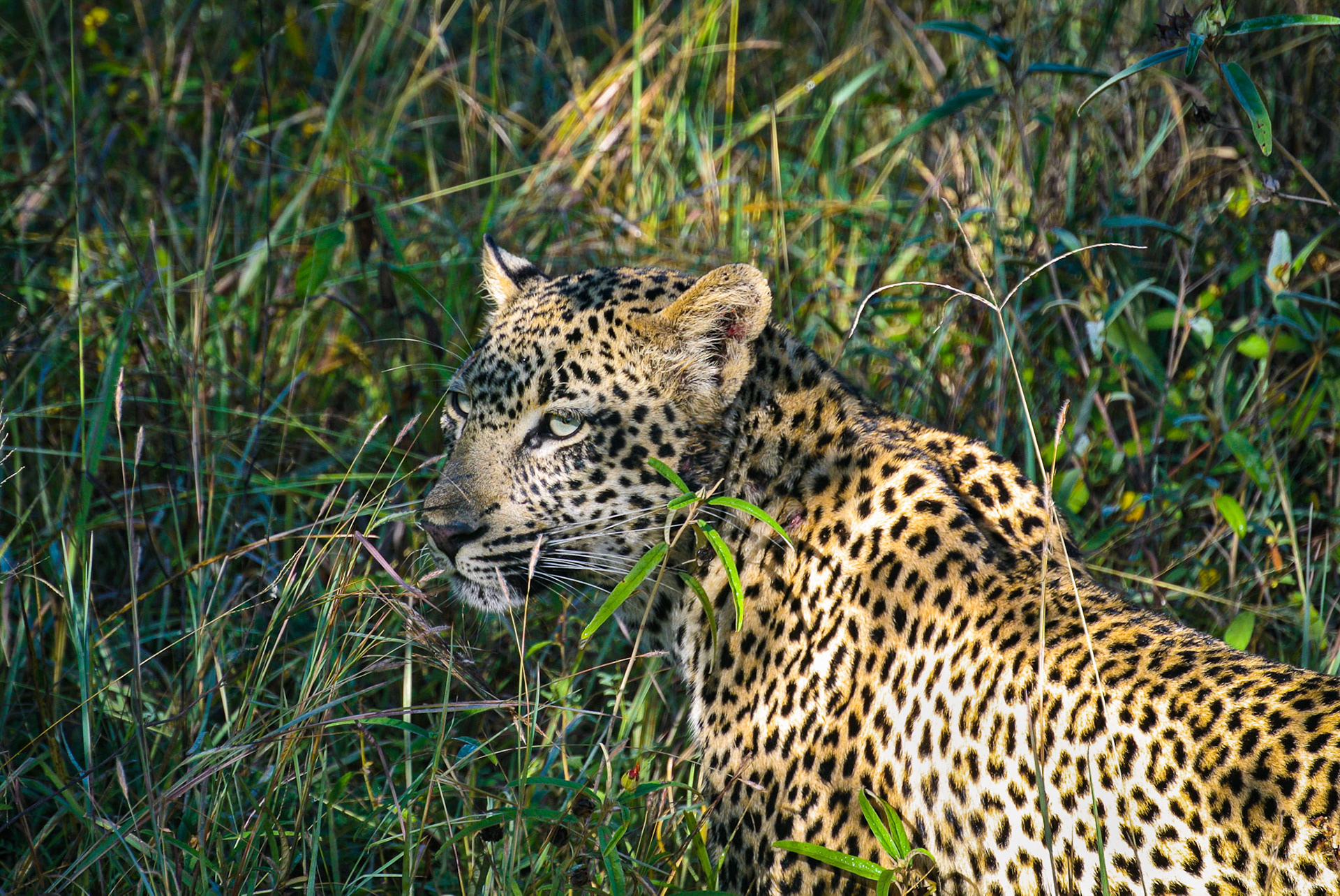 Leopard after a fight with her sister - Lion Sands