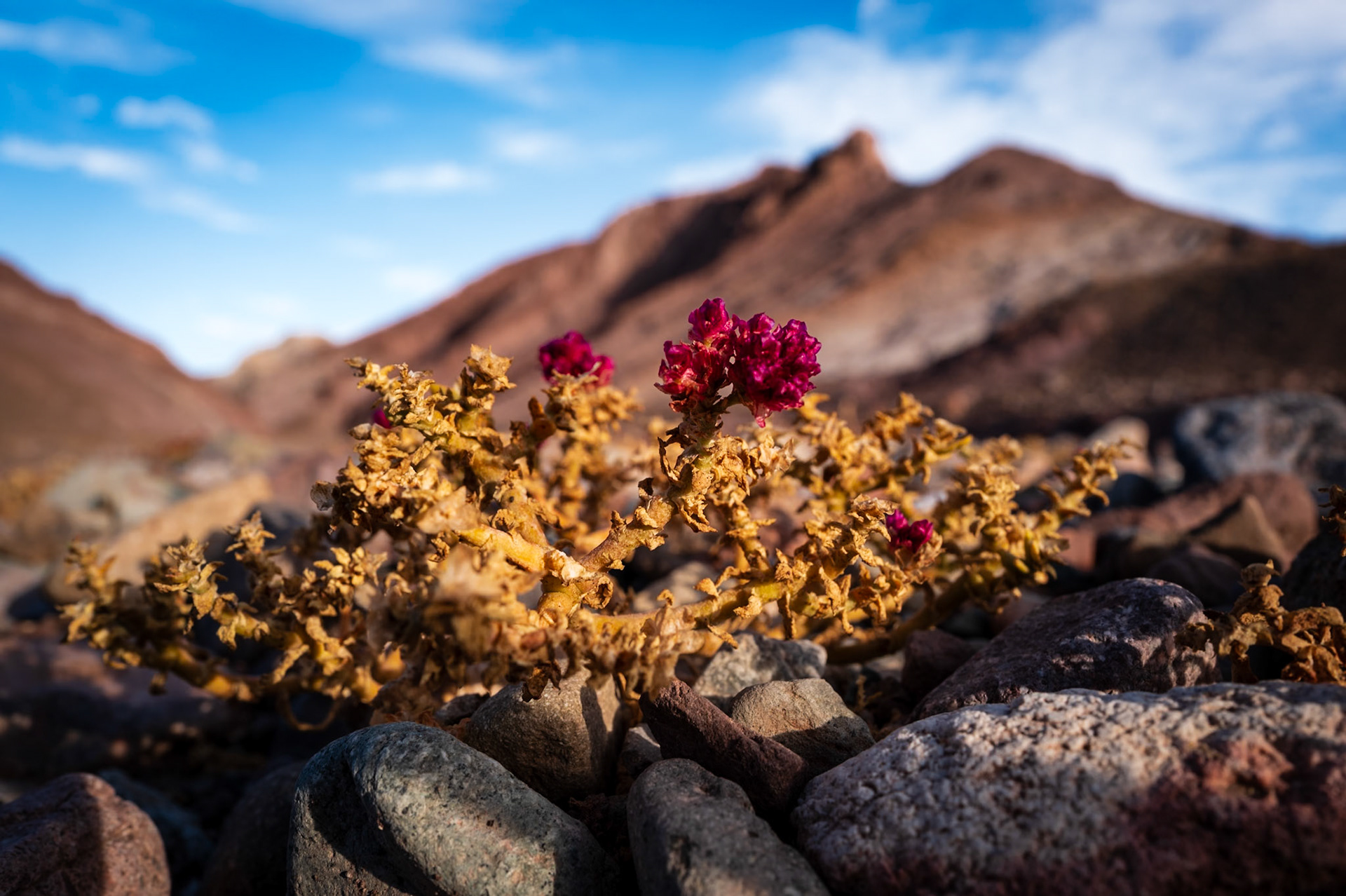 Atacama Chile
