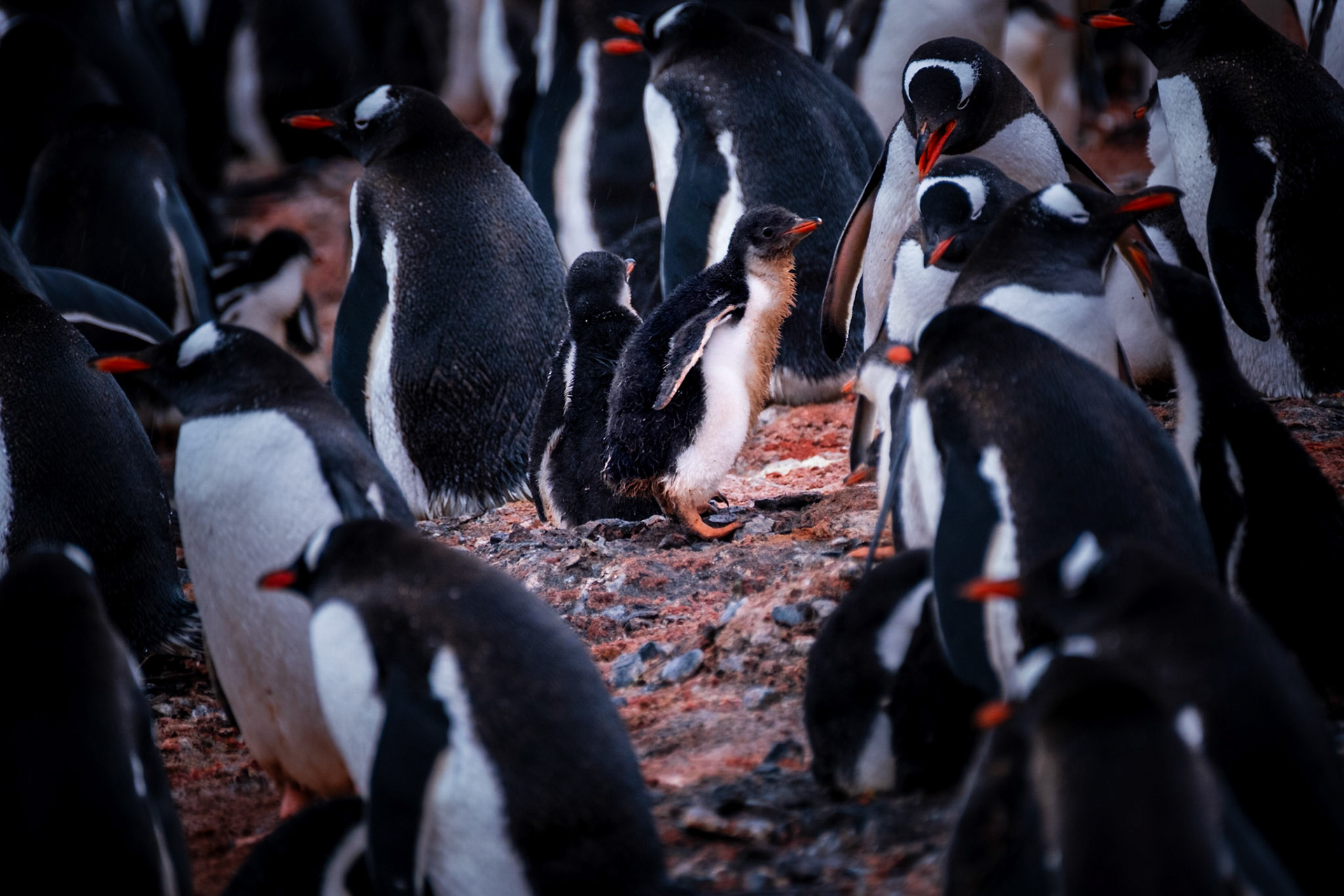 ELEPHANT POINT + LIVINGSTONE ISLAND - Gentoo Penguins