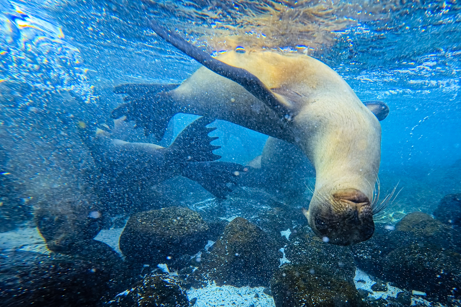 Front-row seats to the wildest show in the Galápagos—sea lions surfing the waves and somersaulting right up to our masks.