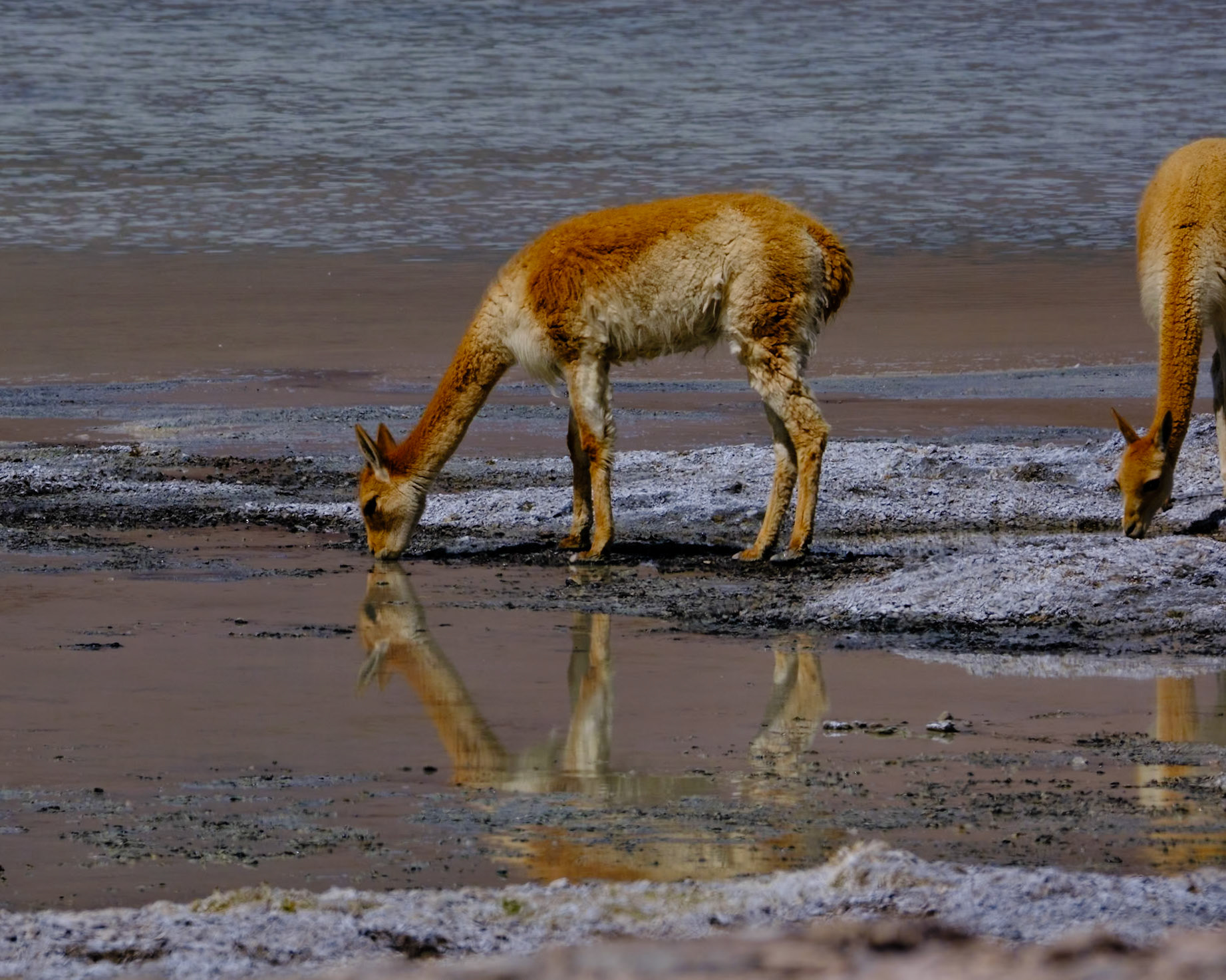Atacama