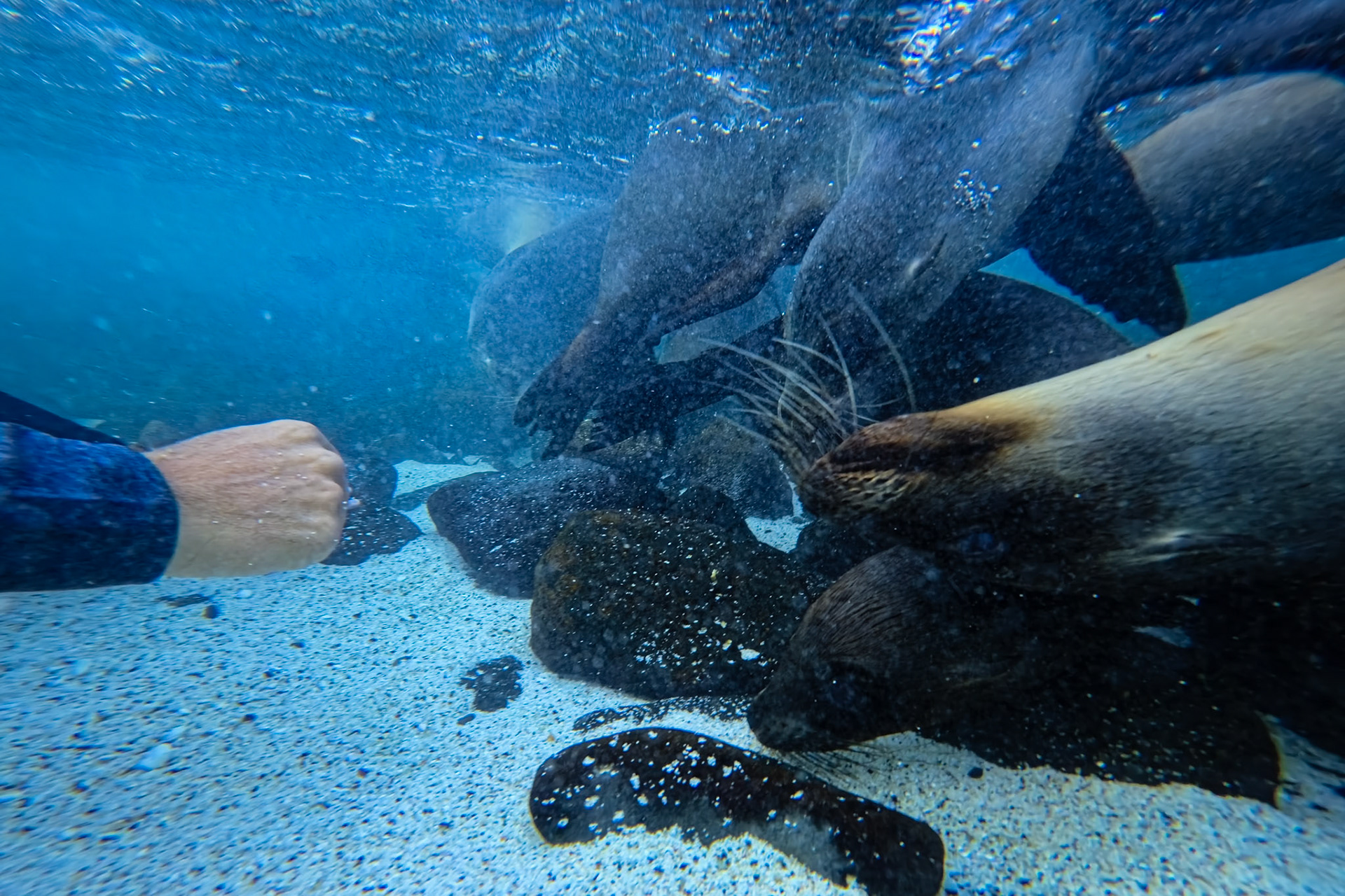 Laid back in the surf, face-to-face with a sea lion riding the swell like a pro—Galápagos magic at Mosquera Beach