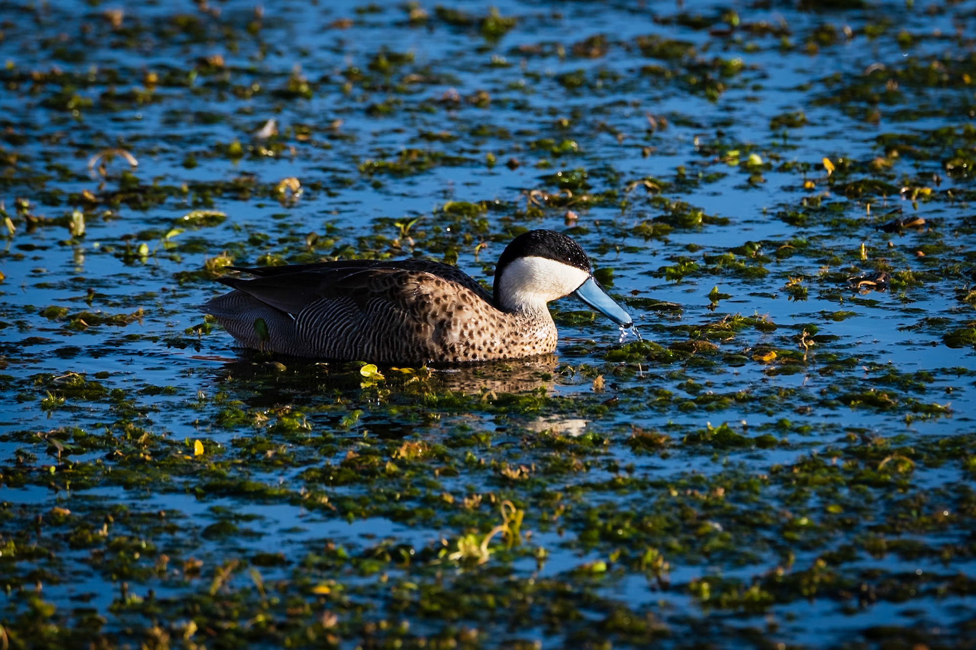 Puna teal