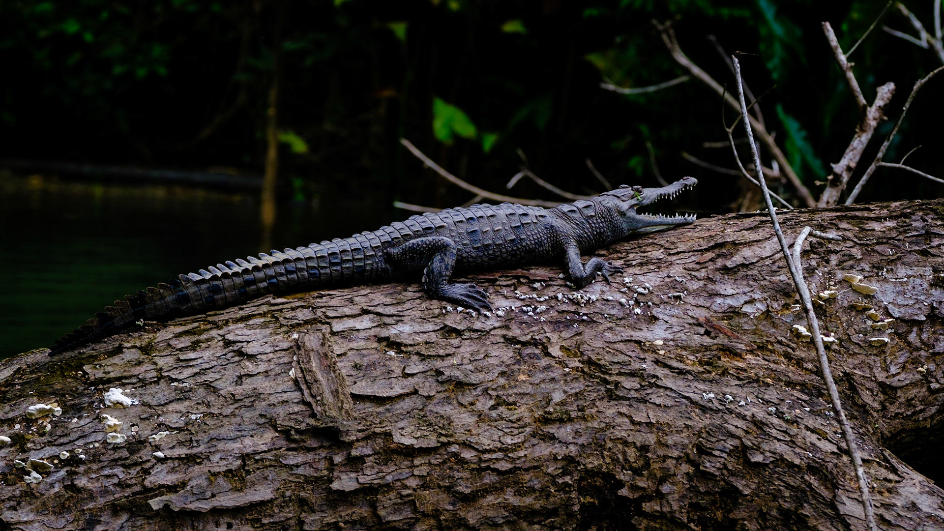 American Crocc - Panama Canal
