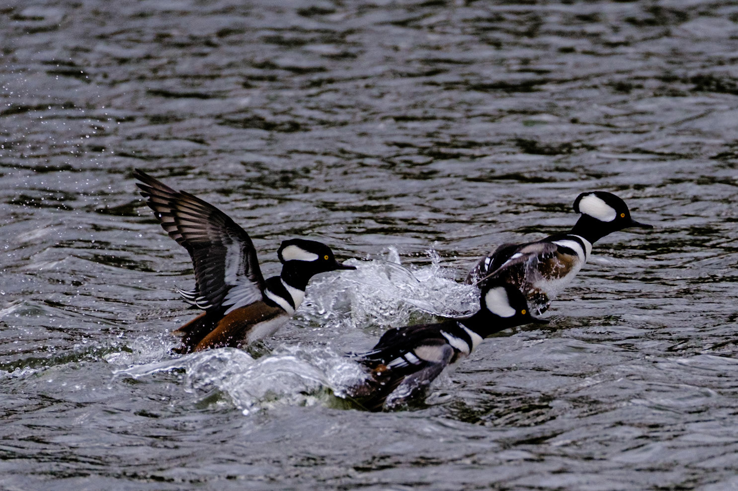 Murgansers - backyard covid safari