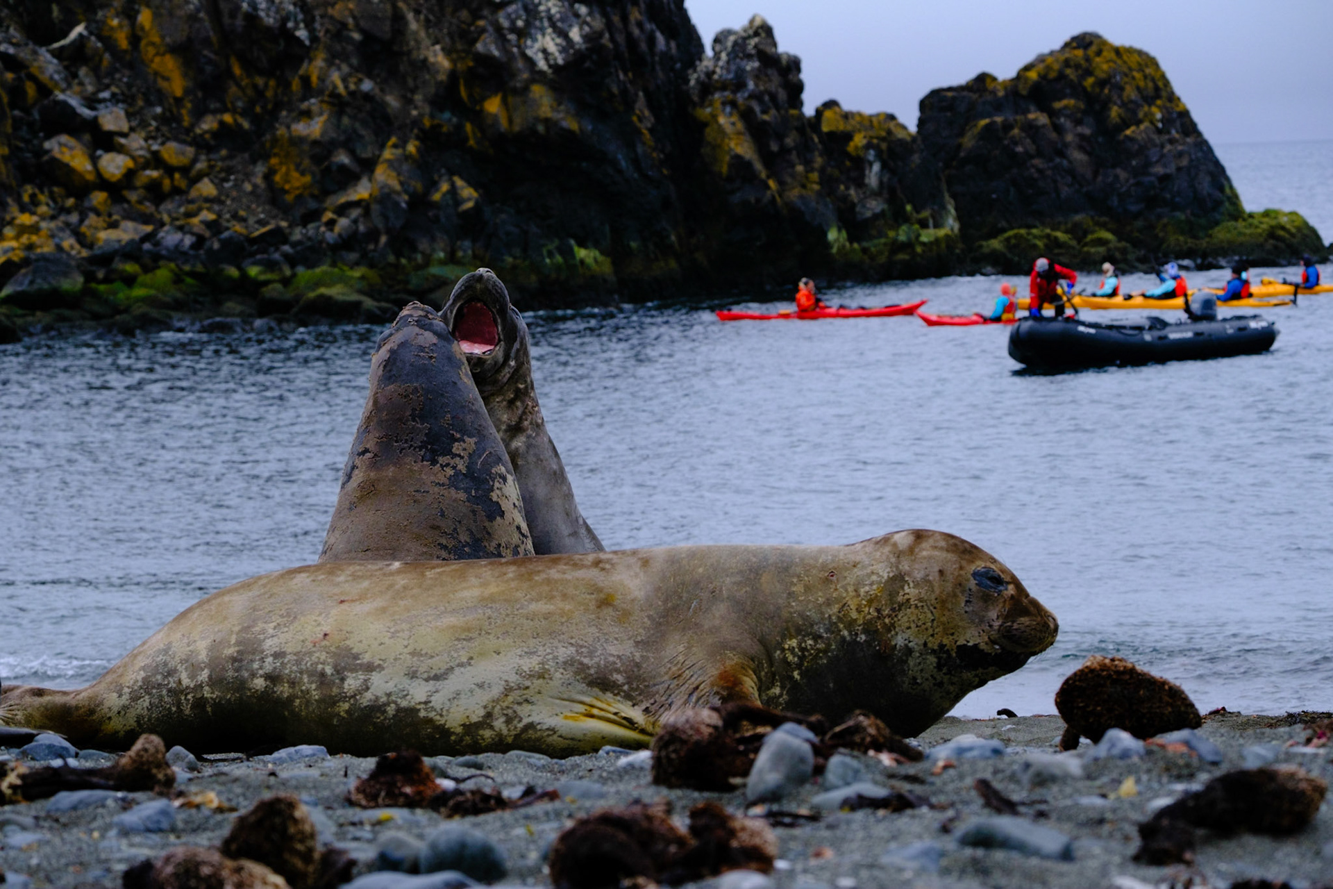 Elephant Seals - PRESIDENT HEAD SNOW ISLAND
