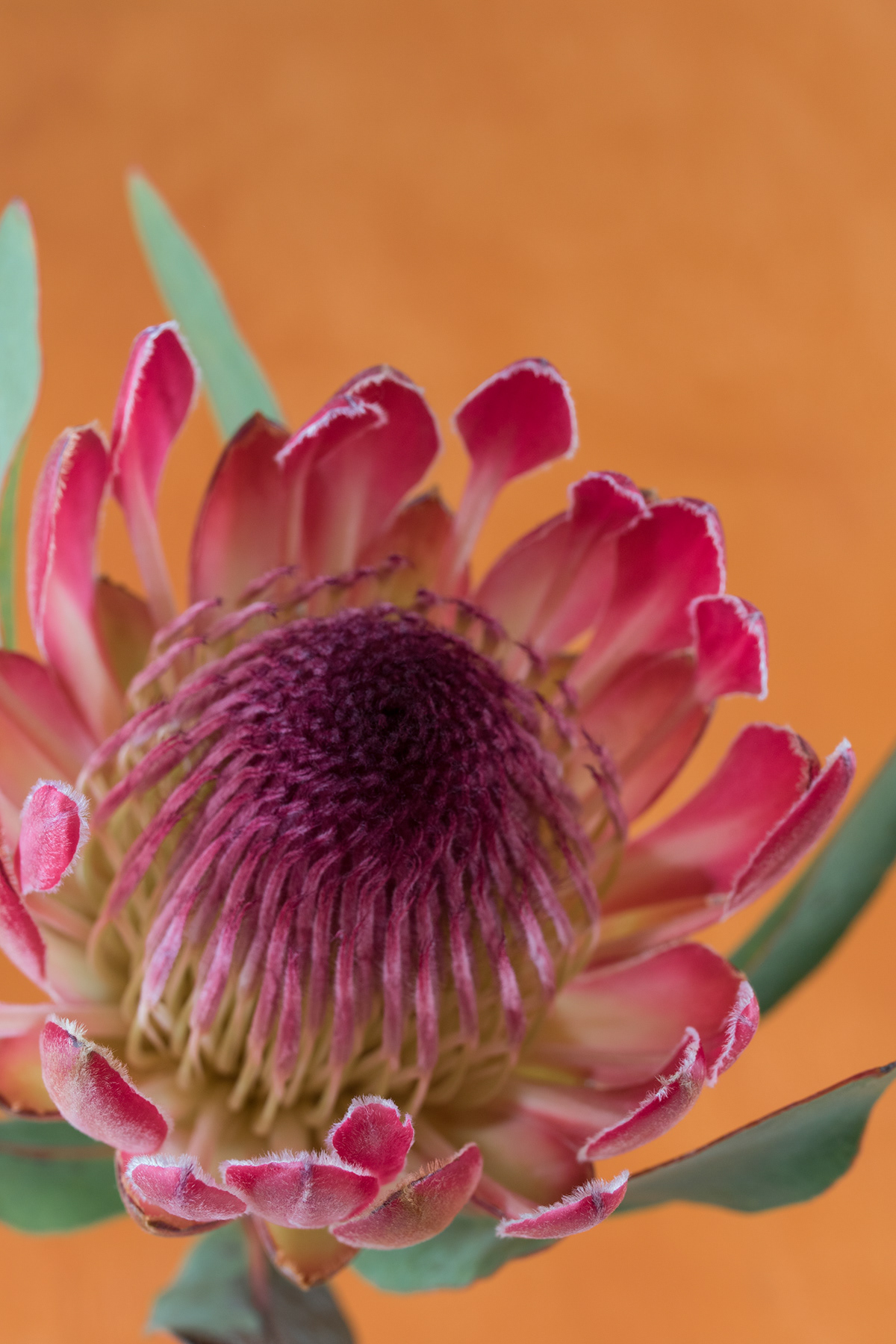 protea stilleven