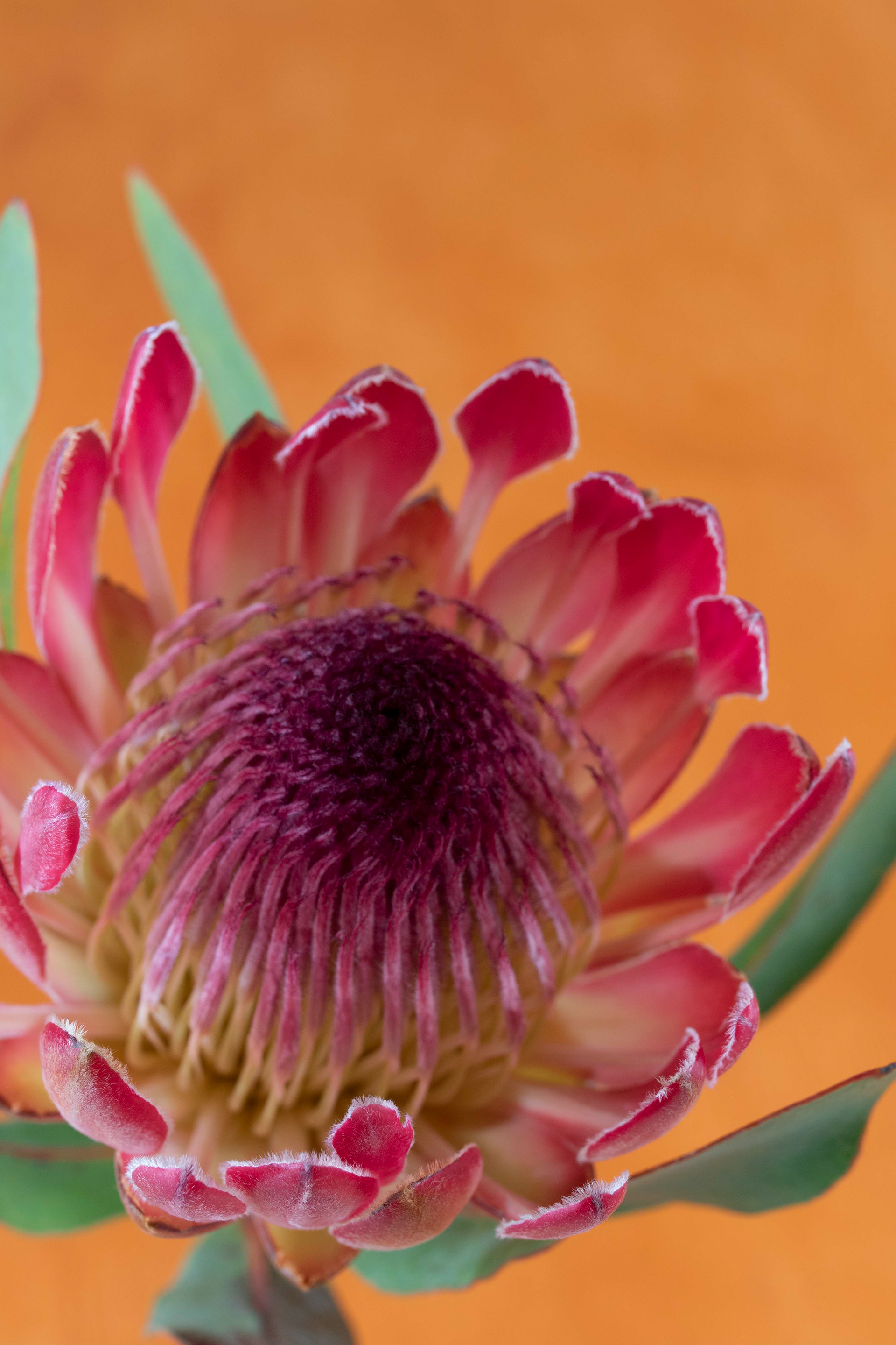 Protea