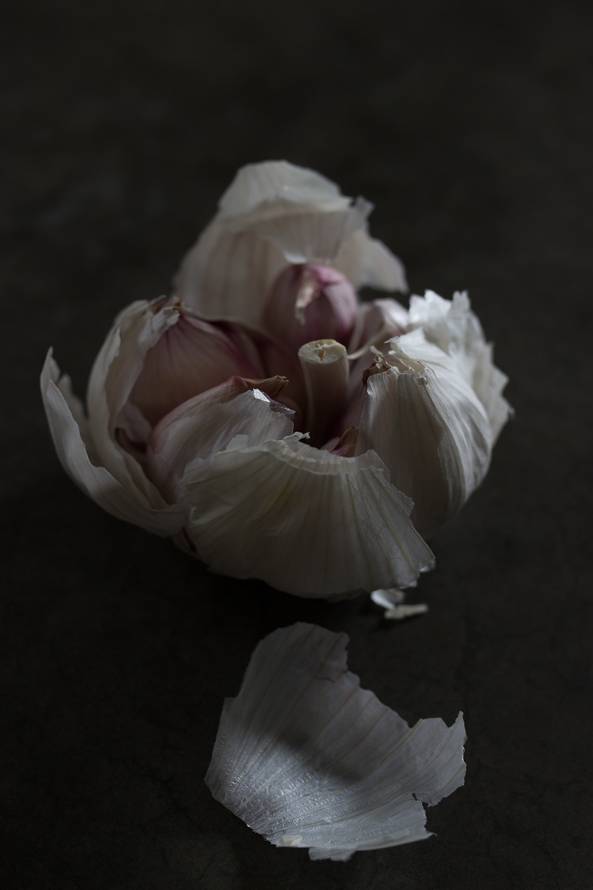 Knoflook stilleven
