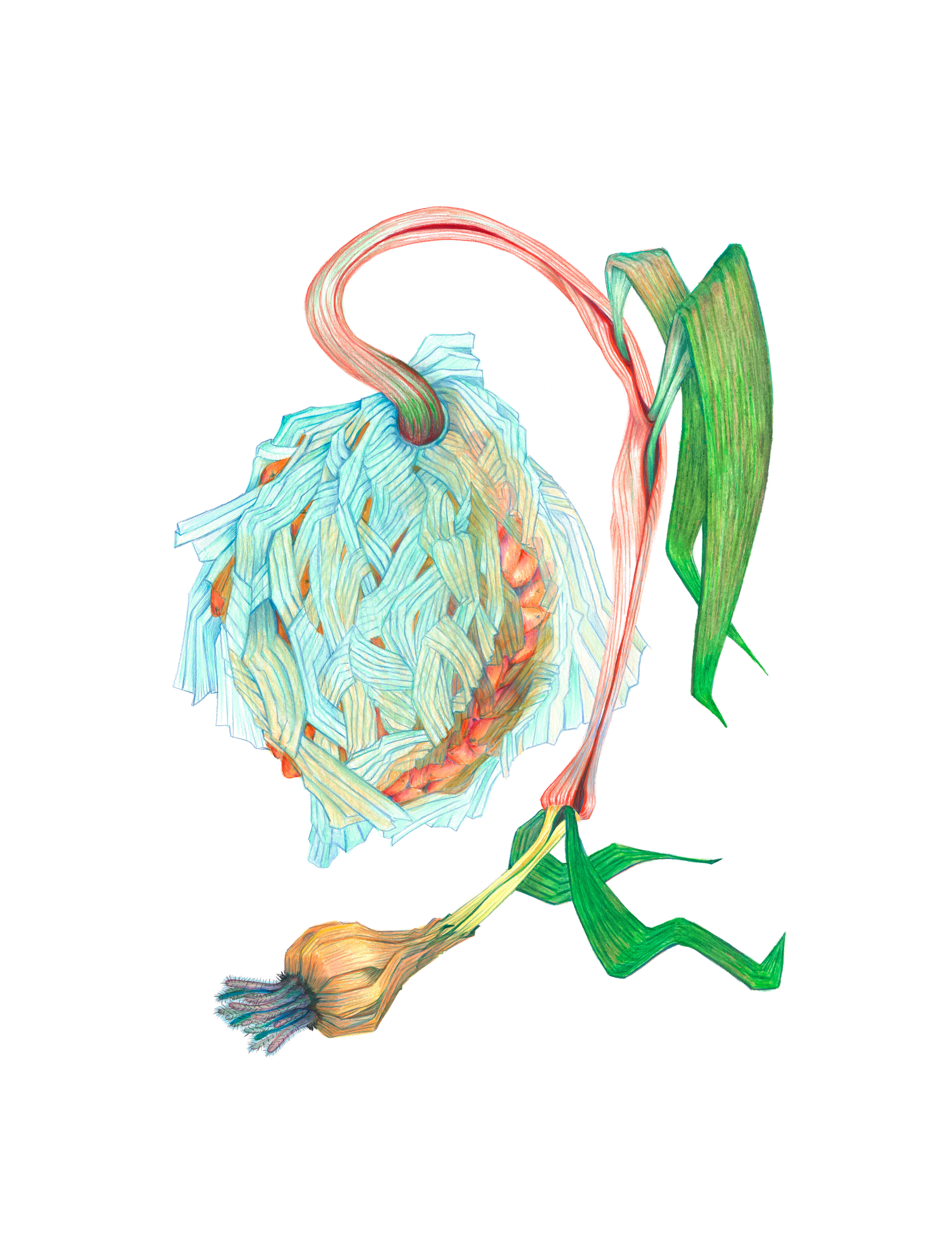 Uienbol met blauw papier schil | 2019
