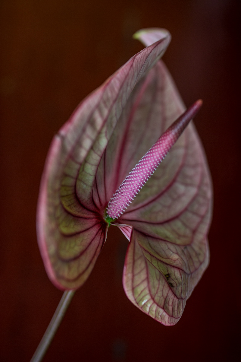 Flamingobloem