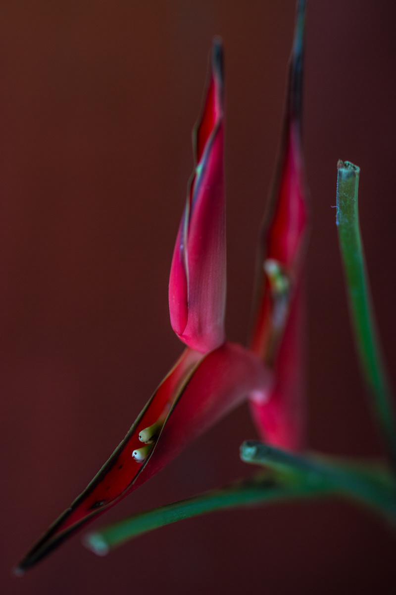 Zijdenbloem