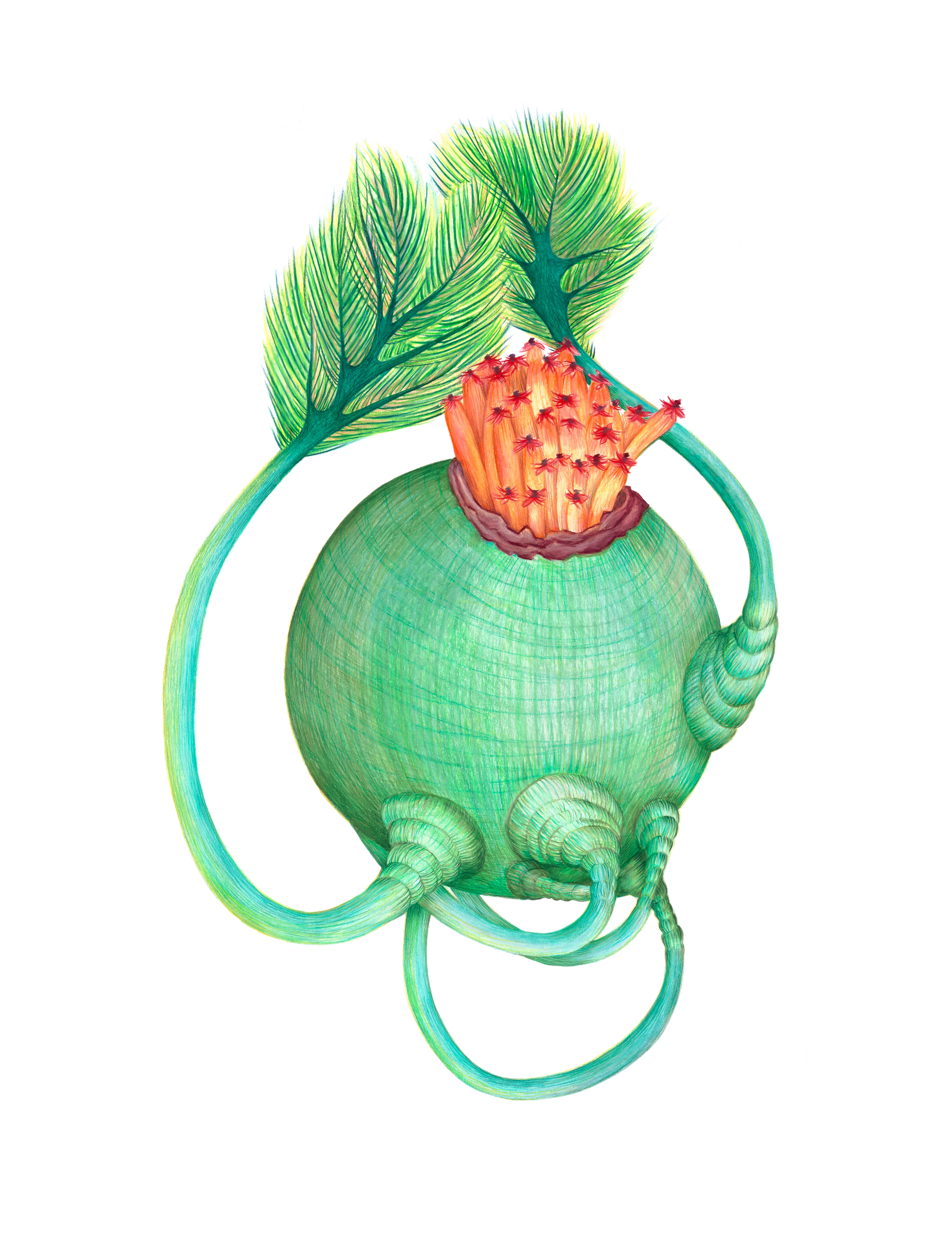 Zes armige ballon cactus | 2018