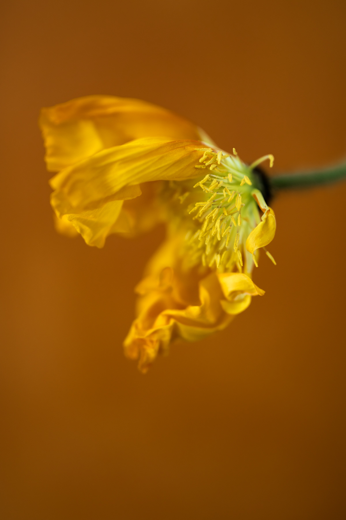 Papaver
