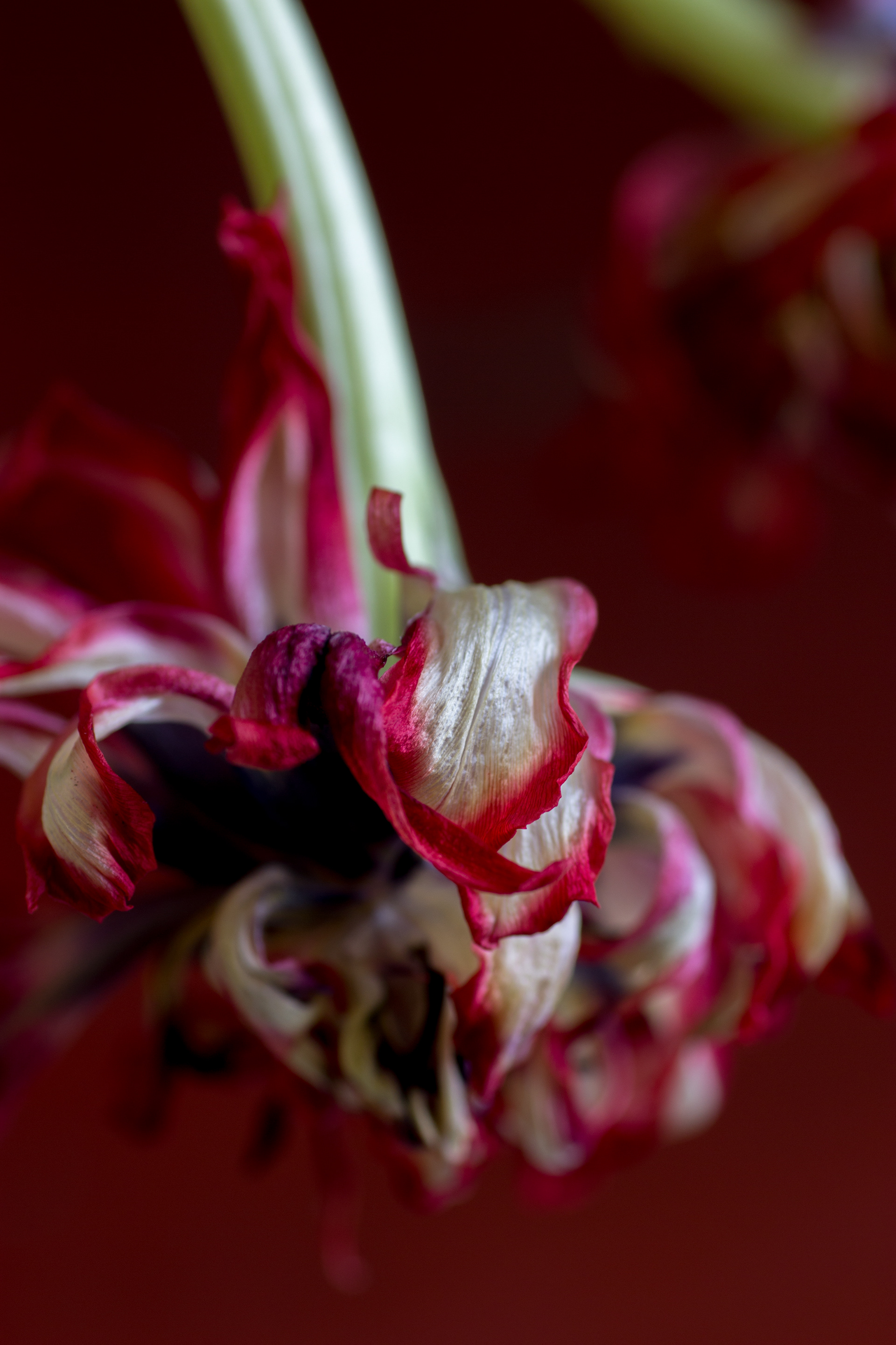 Oude tulp