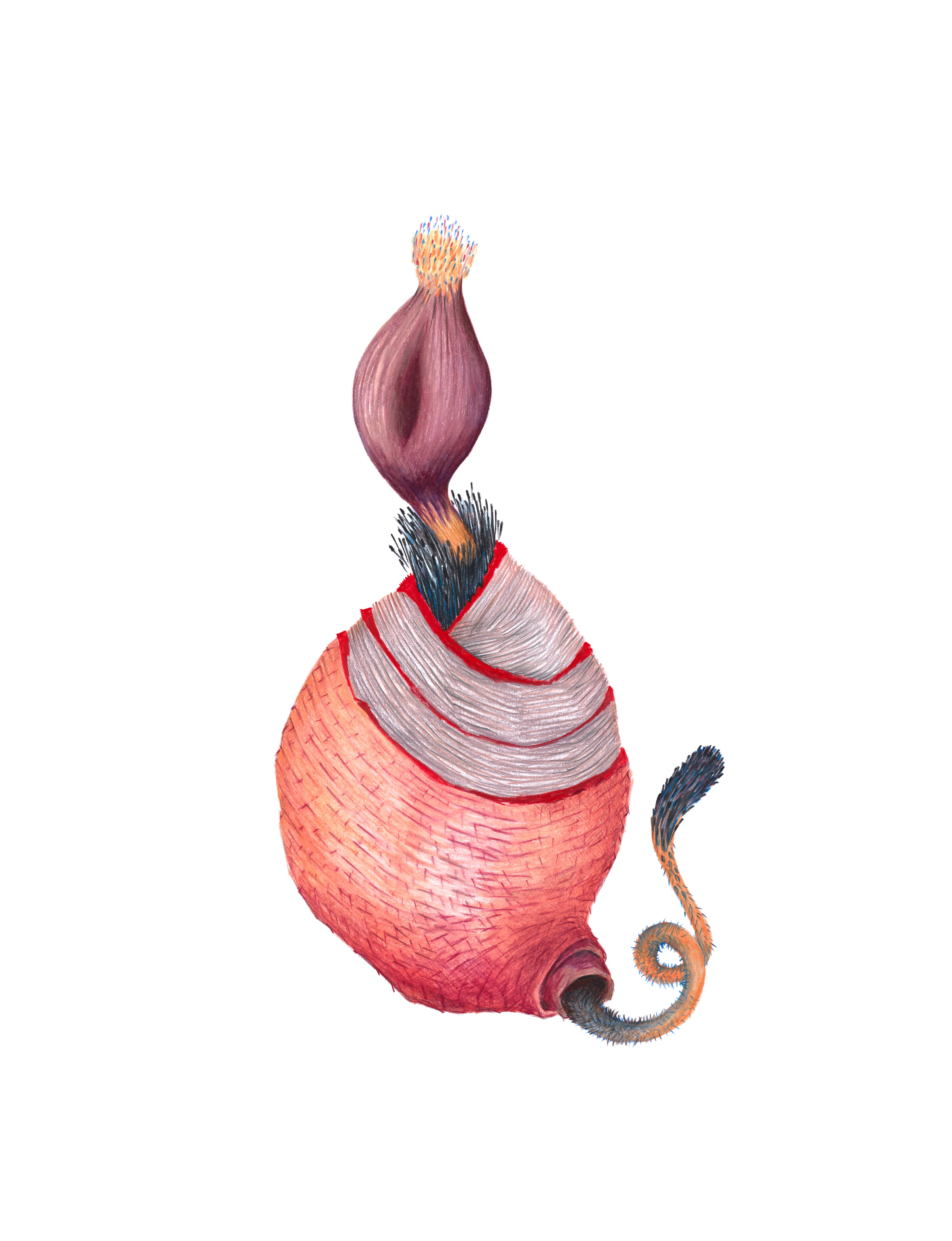 Japanse Taro knol | 2019