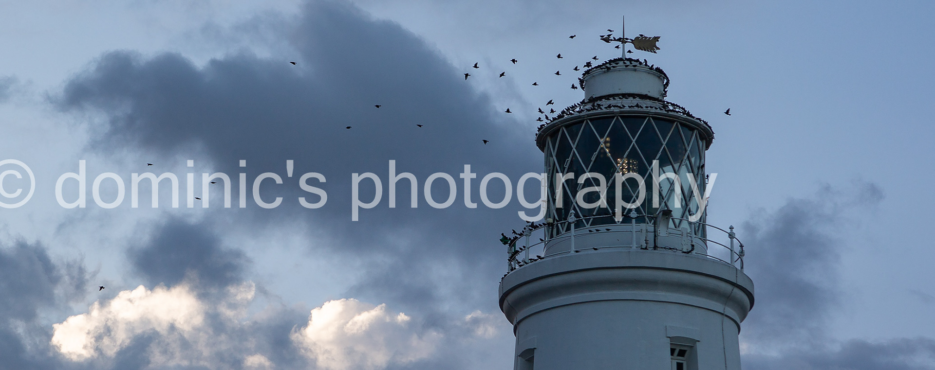 lighthouse birds