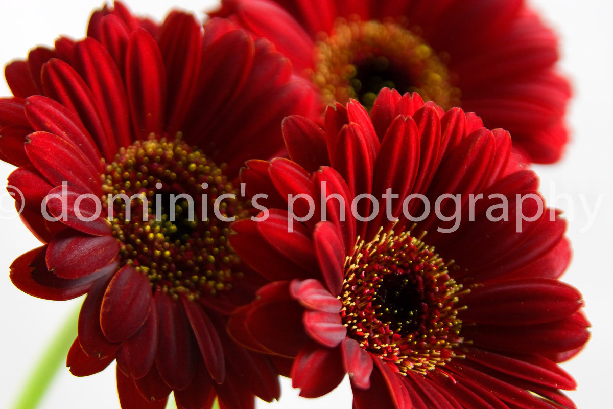 red flowers