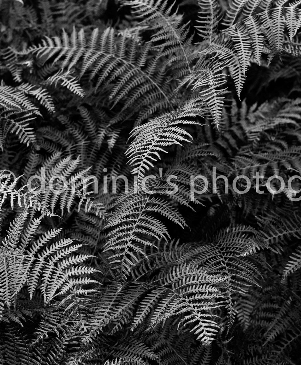 fern
