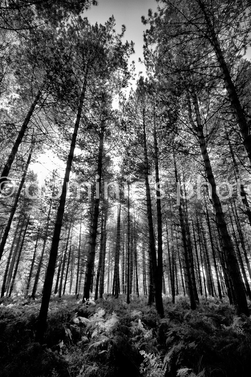 dunwich bw